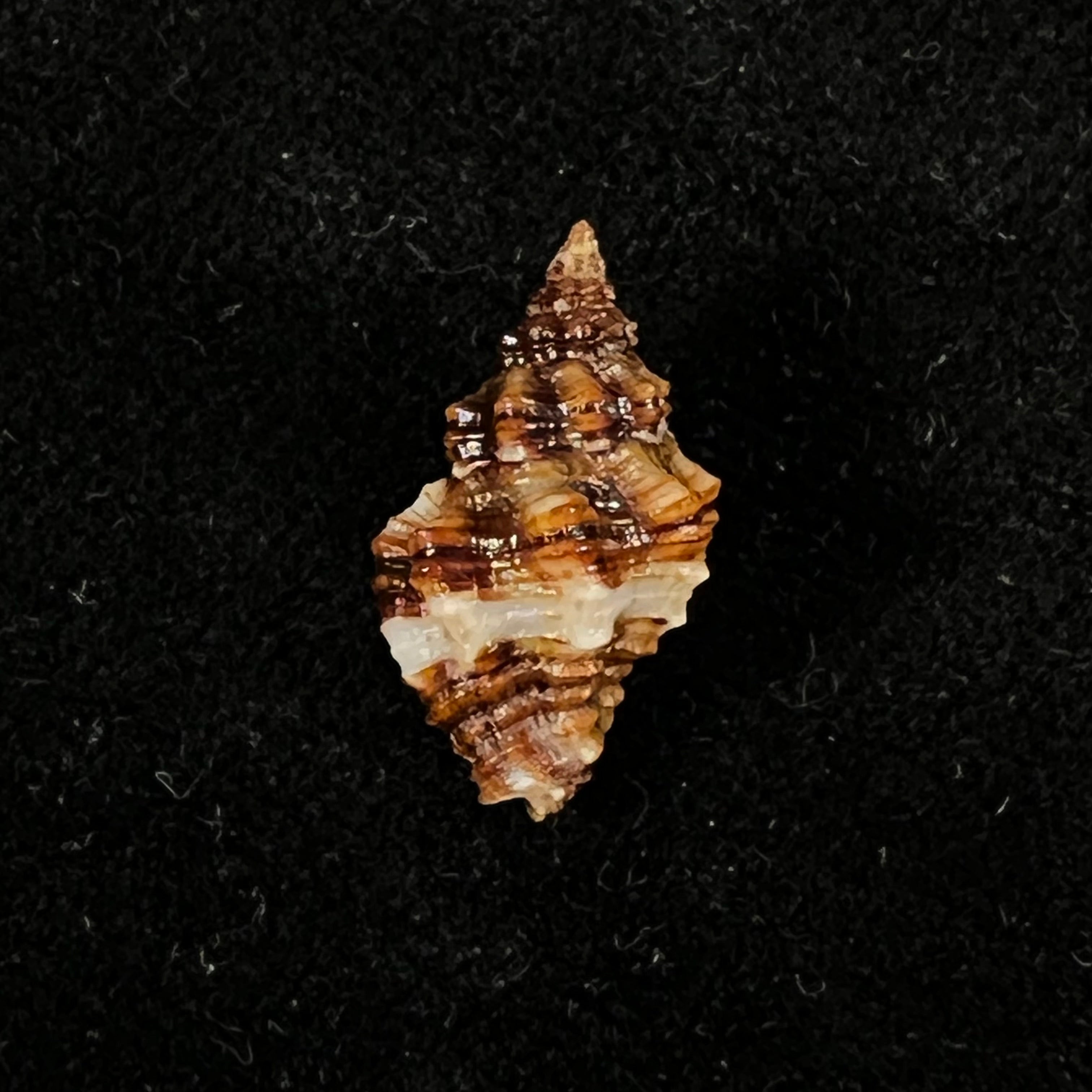Hesperisternia karinae (Nowell-Usticke, 1959) - 17,5mm
