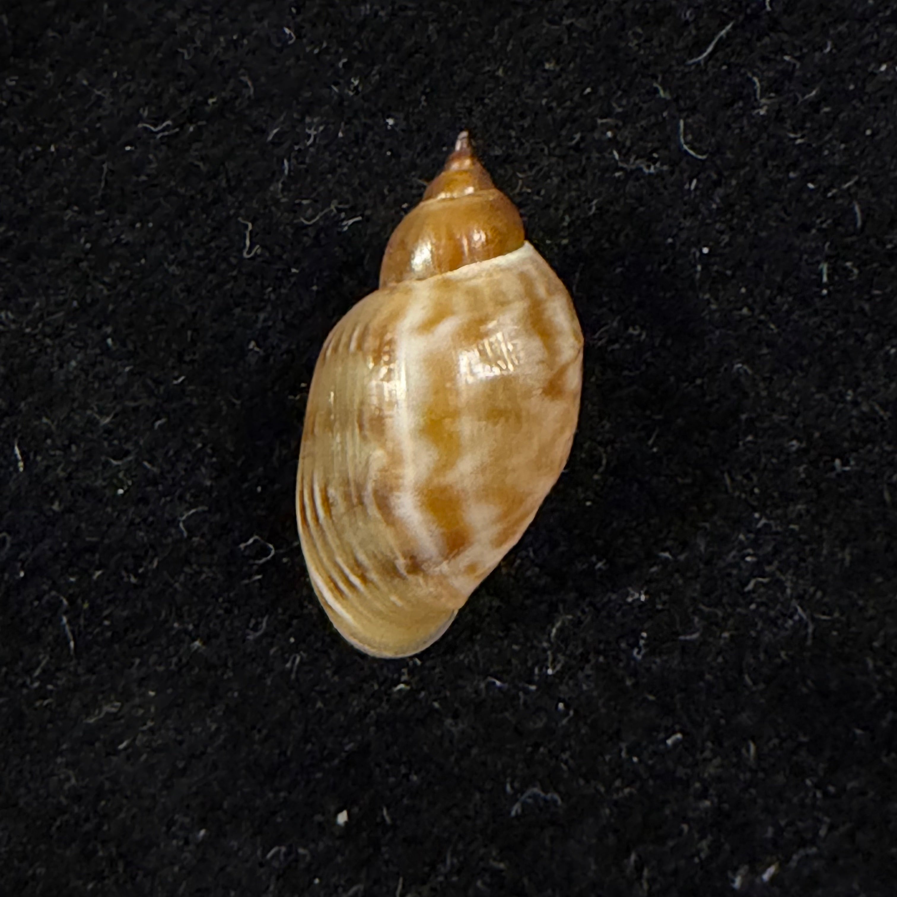 Chilina parchappei (Orbigny, 1835) - 17,7mm