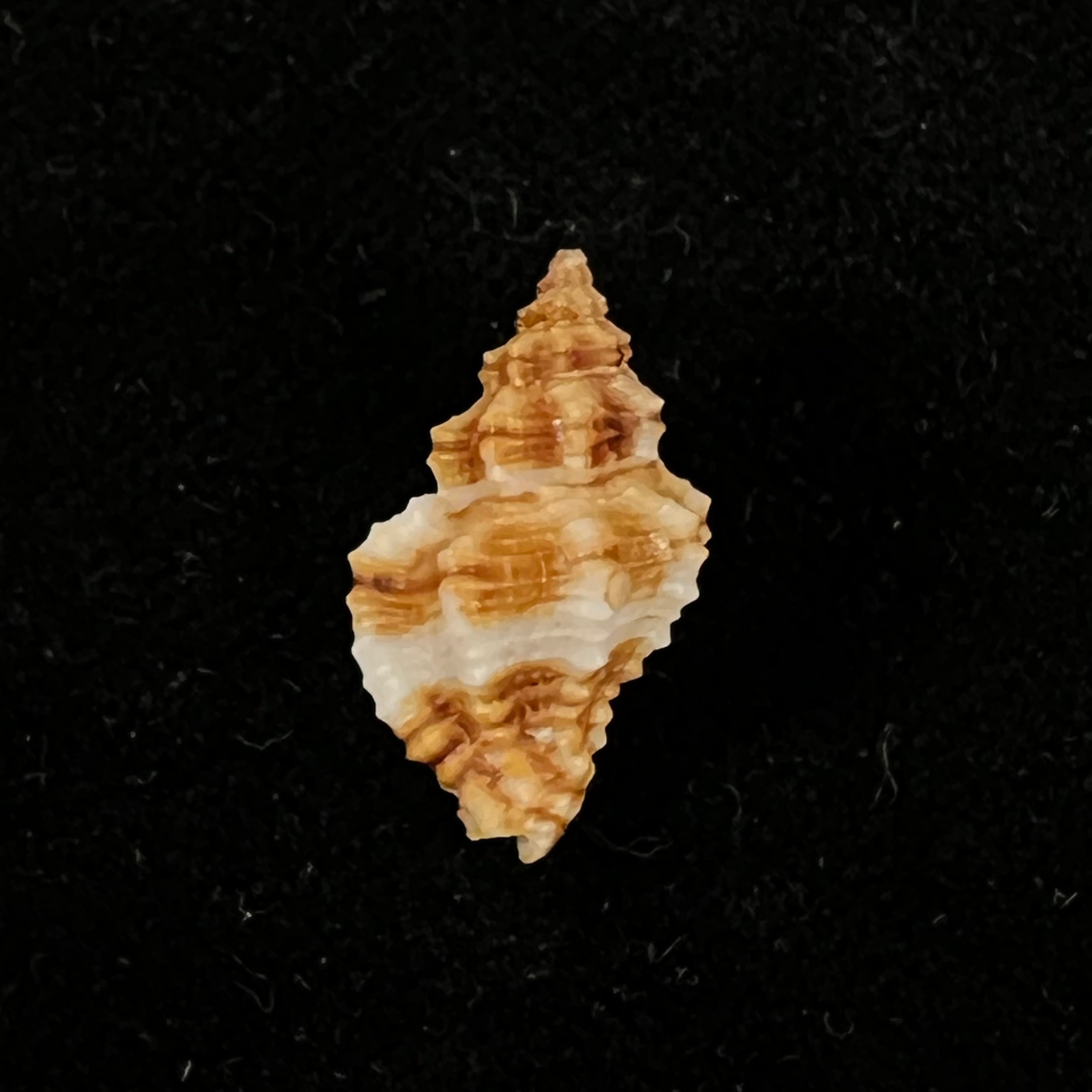 Hesperisternia karinae (Nowell-Usticke, 1959) - 18,3mm