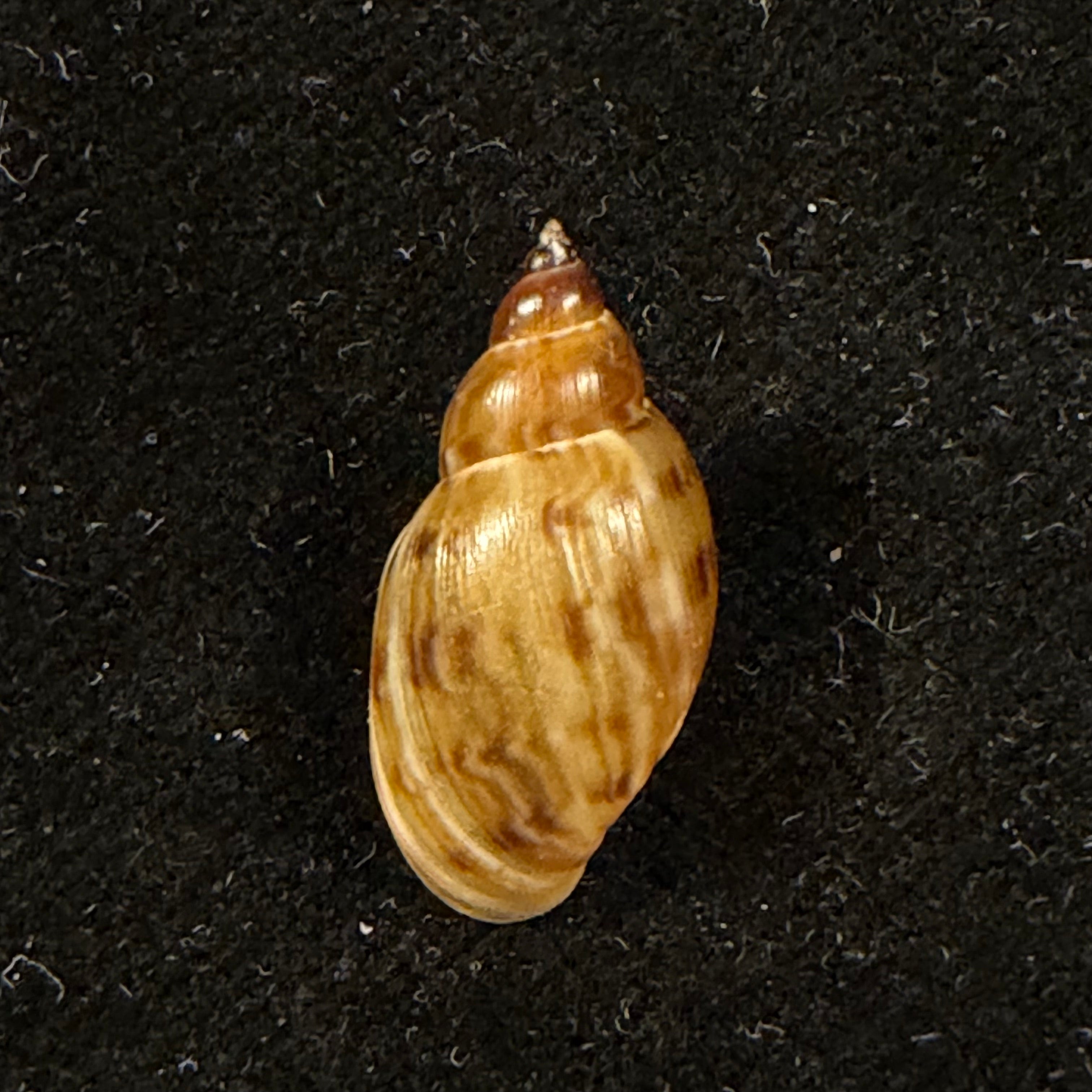 Chilina parchappei (Orbigny, 1835) - 19,6mm