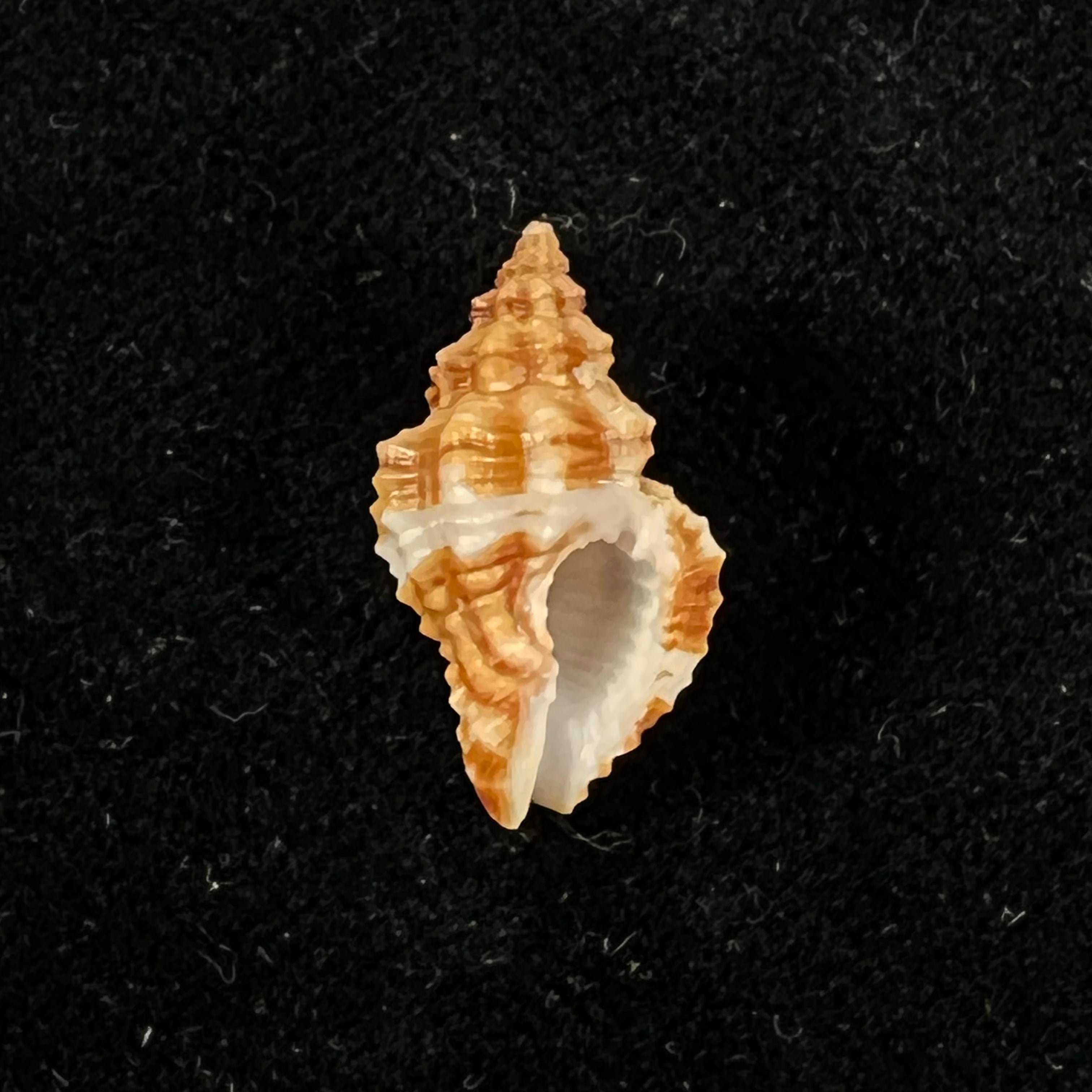 Hesperisternia karinae (Nowell-Usticke, 1959) - 18,3mm