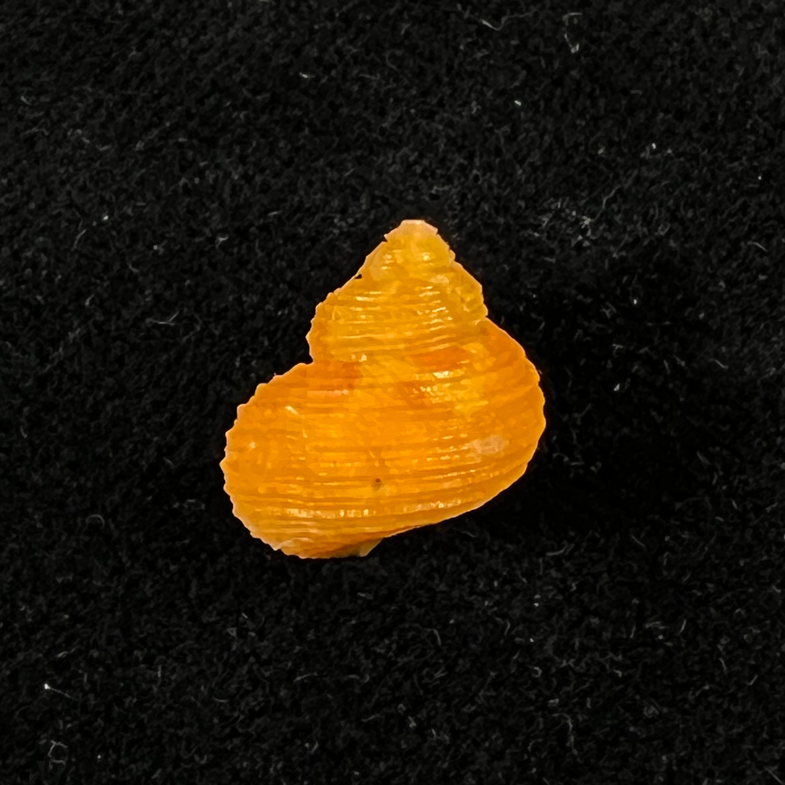 涡轮平成普拉多，1999 - 13,4mm