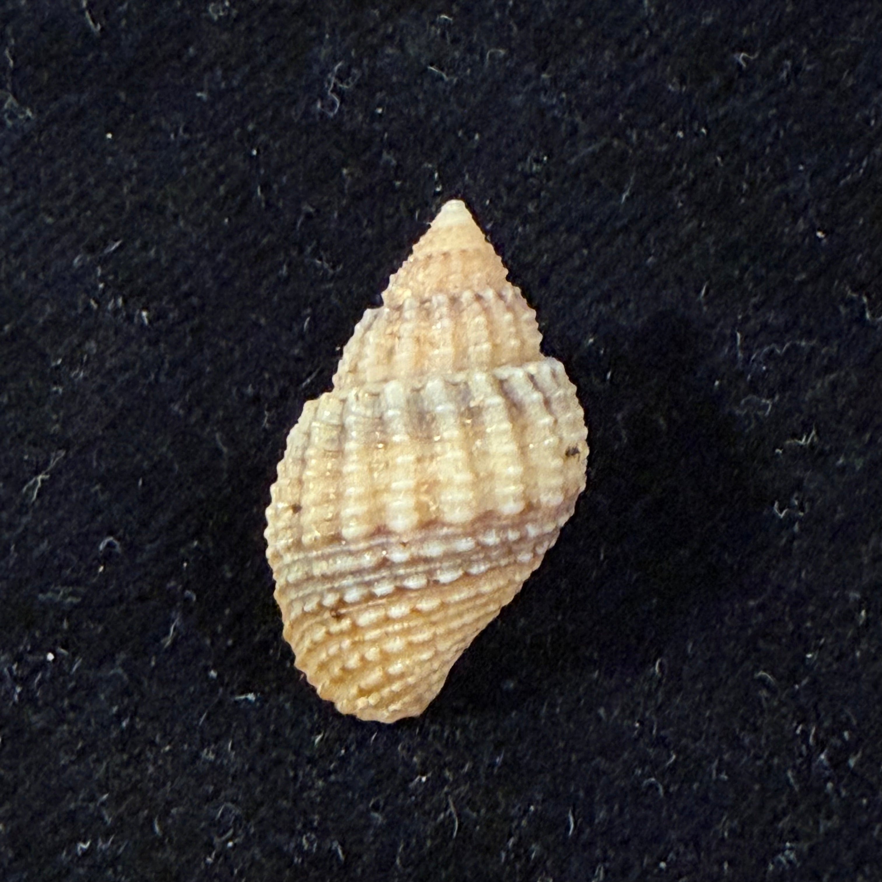 Lavigeria nassa (Woodward, 1859) - 20,2mm