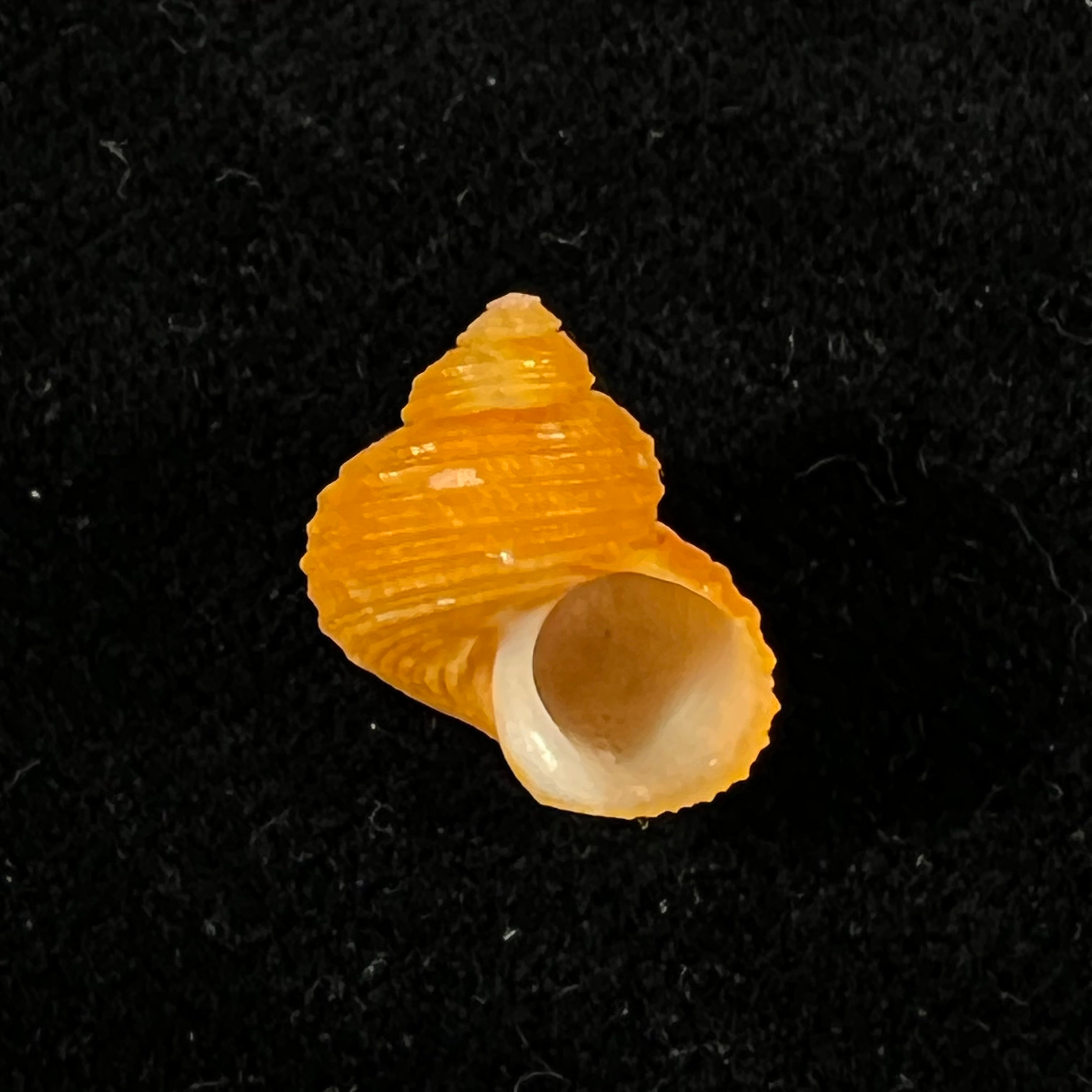 涡轮平成普拉多，1999 - 13,4mm
