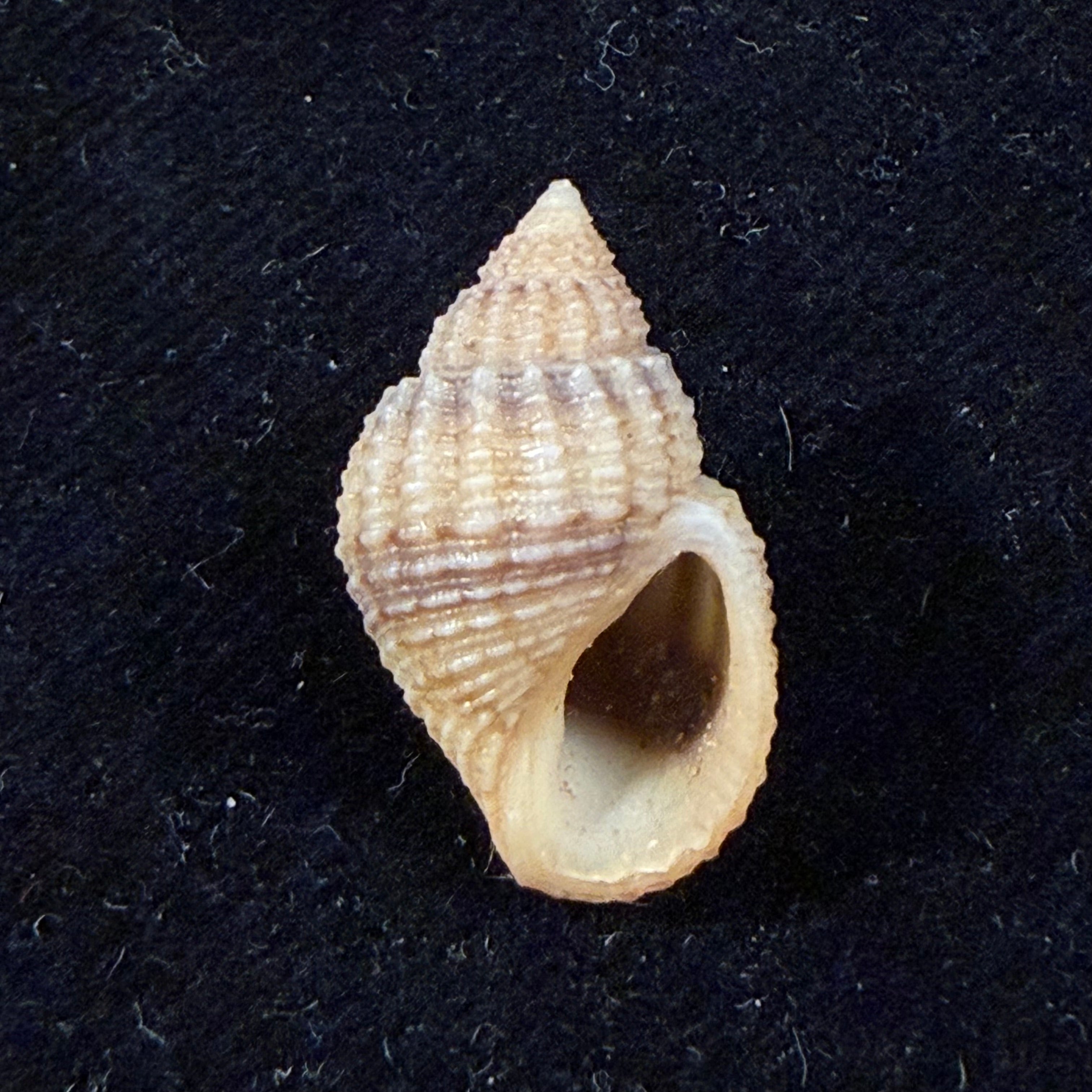 Lavigeria nassa (Woodward, 1859) - 20,2mm
