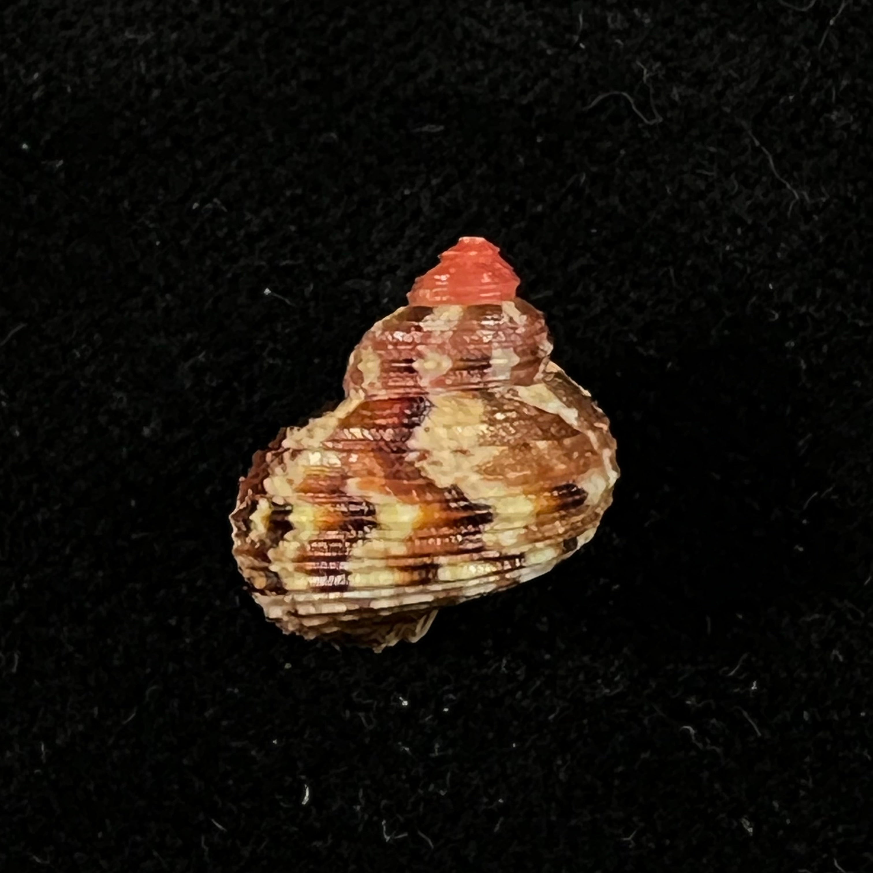 涡轮平成普拉多，1999 - 14,5mm