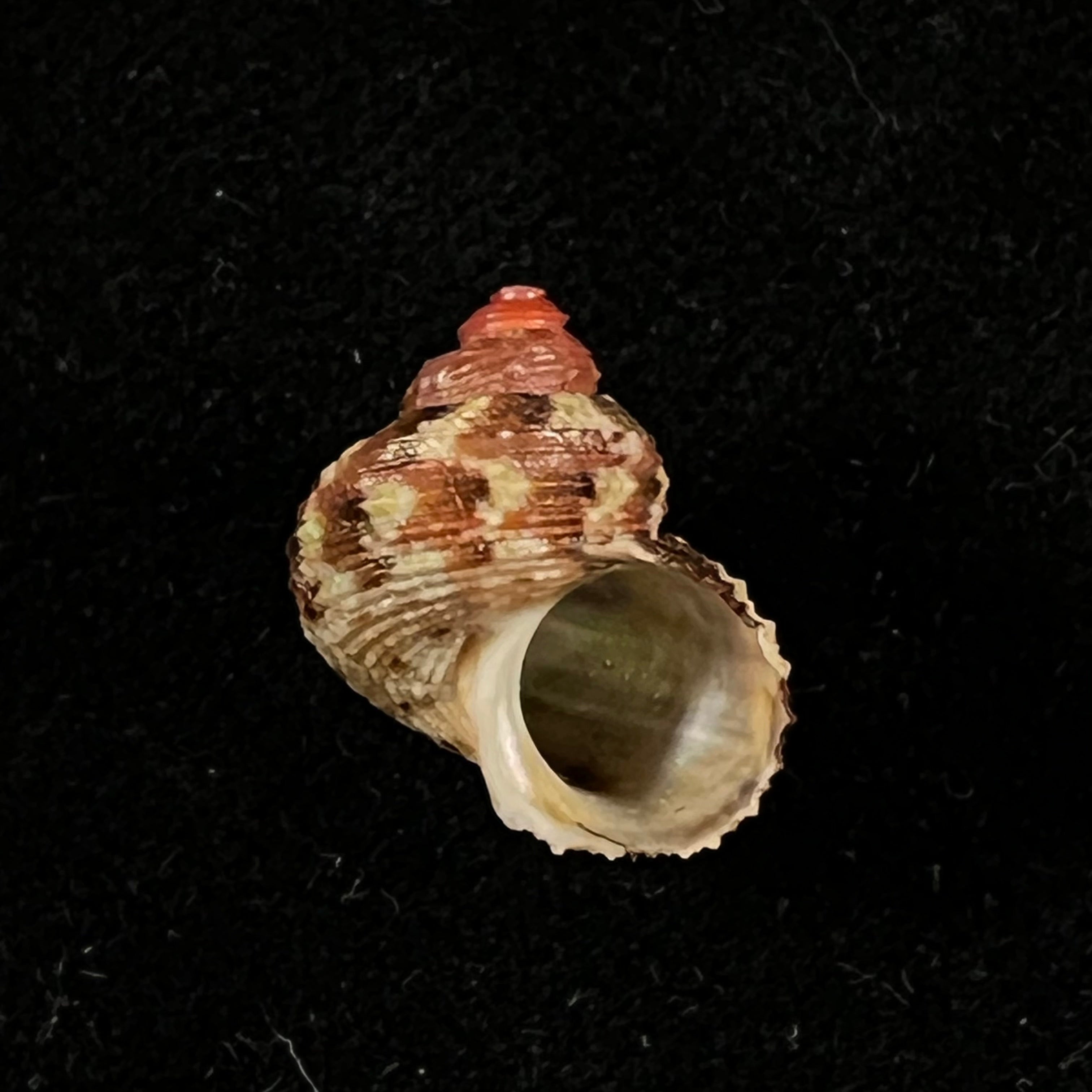 涡轮平成普拉多，1999 - 14,5mm