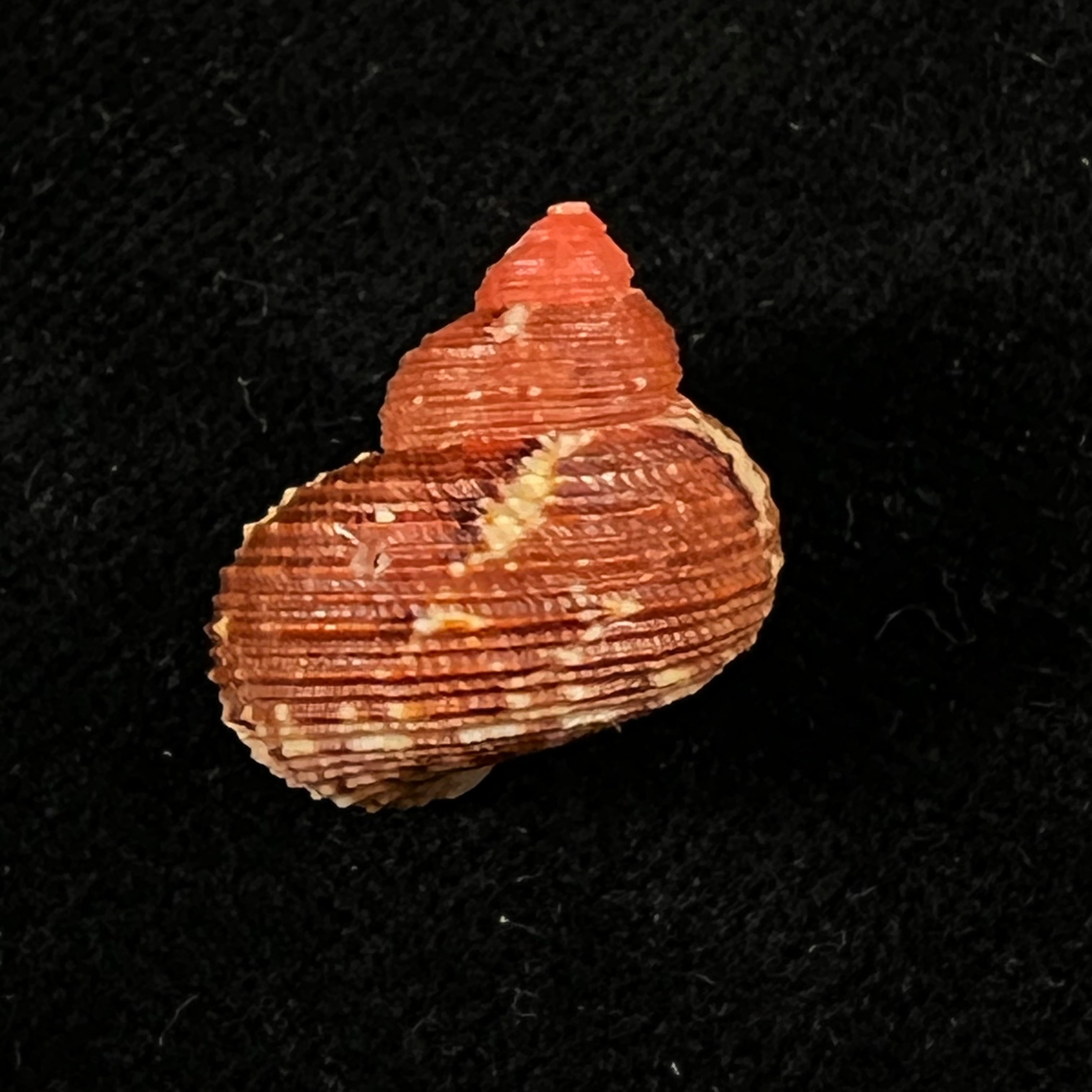 涡轮平成普拉多，1999 - 18,3mm