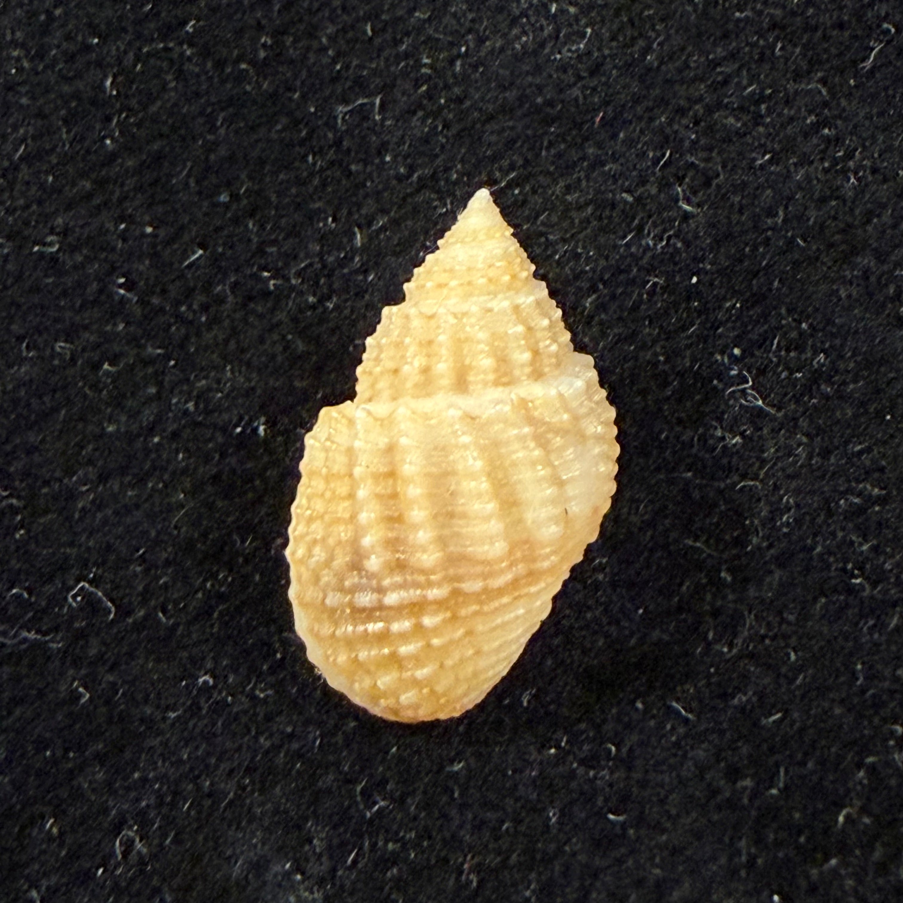 Lavigeria nassa (Woodward, 1859) - 18,9mm