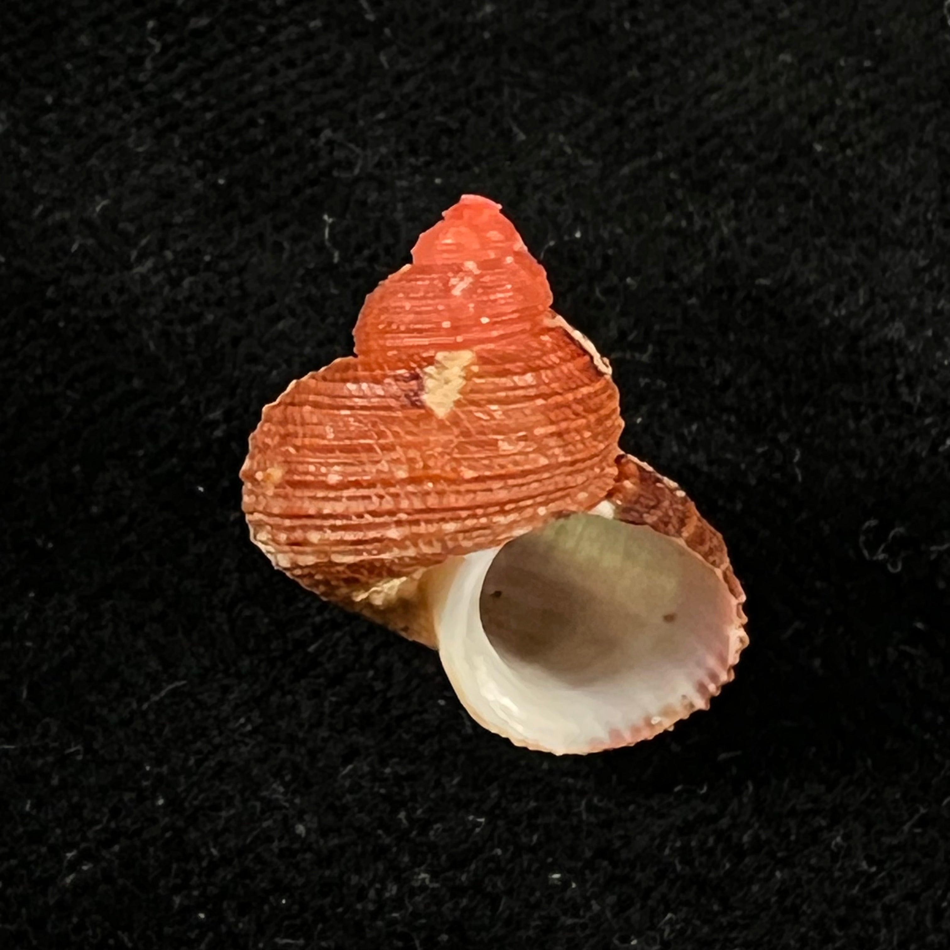 涡轮平成普拉多，1999 - 18,3mm