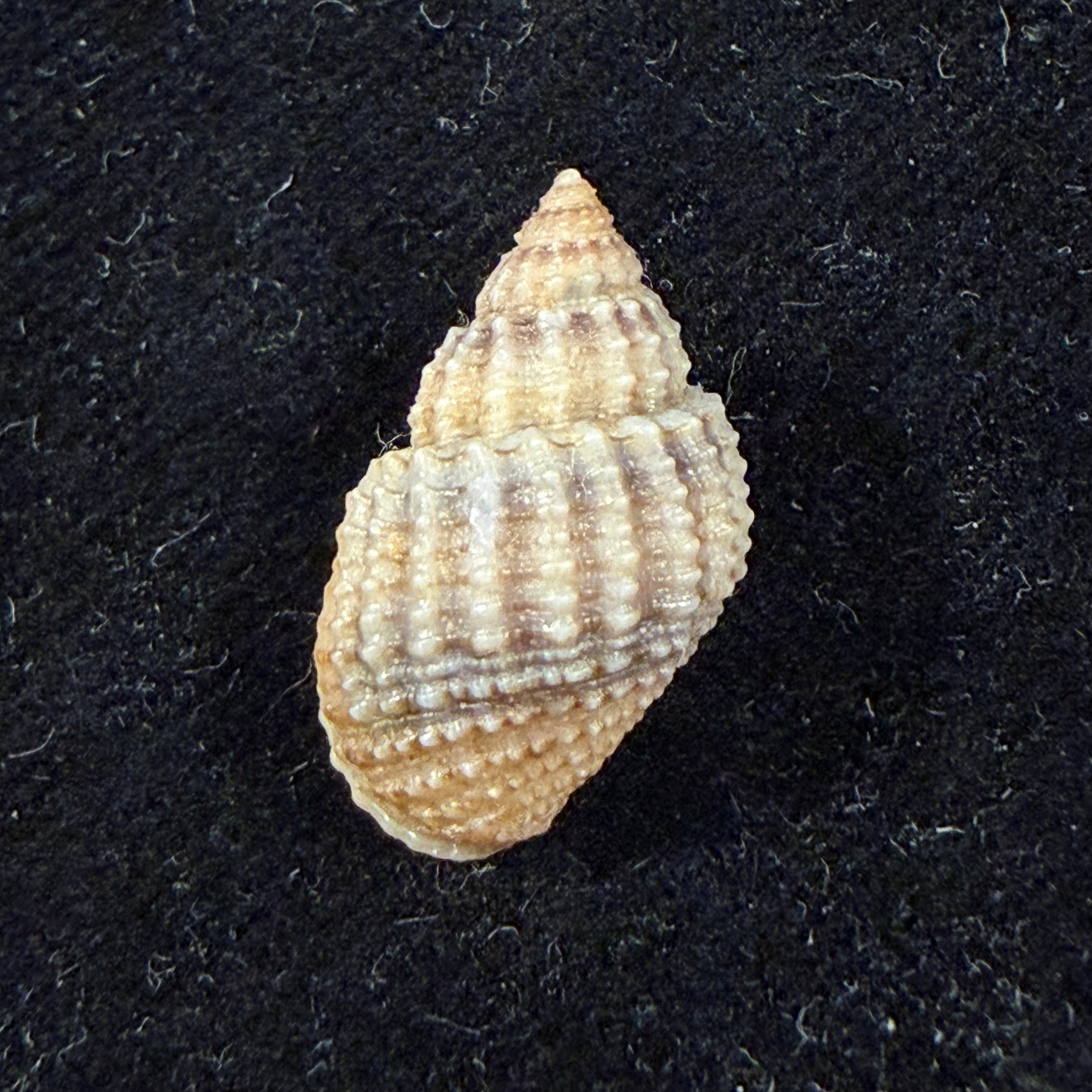 Lavigeria nassa (Woodward, 1859) - 20,3mm