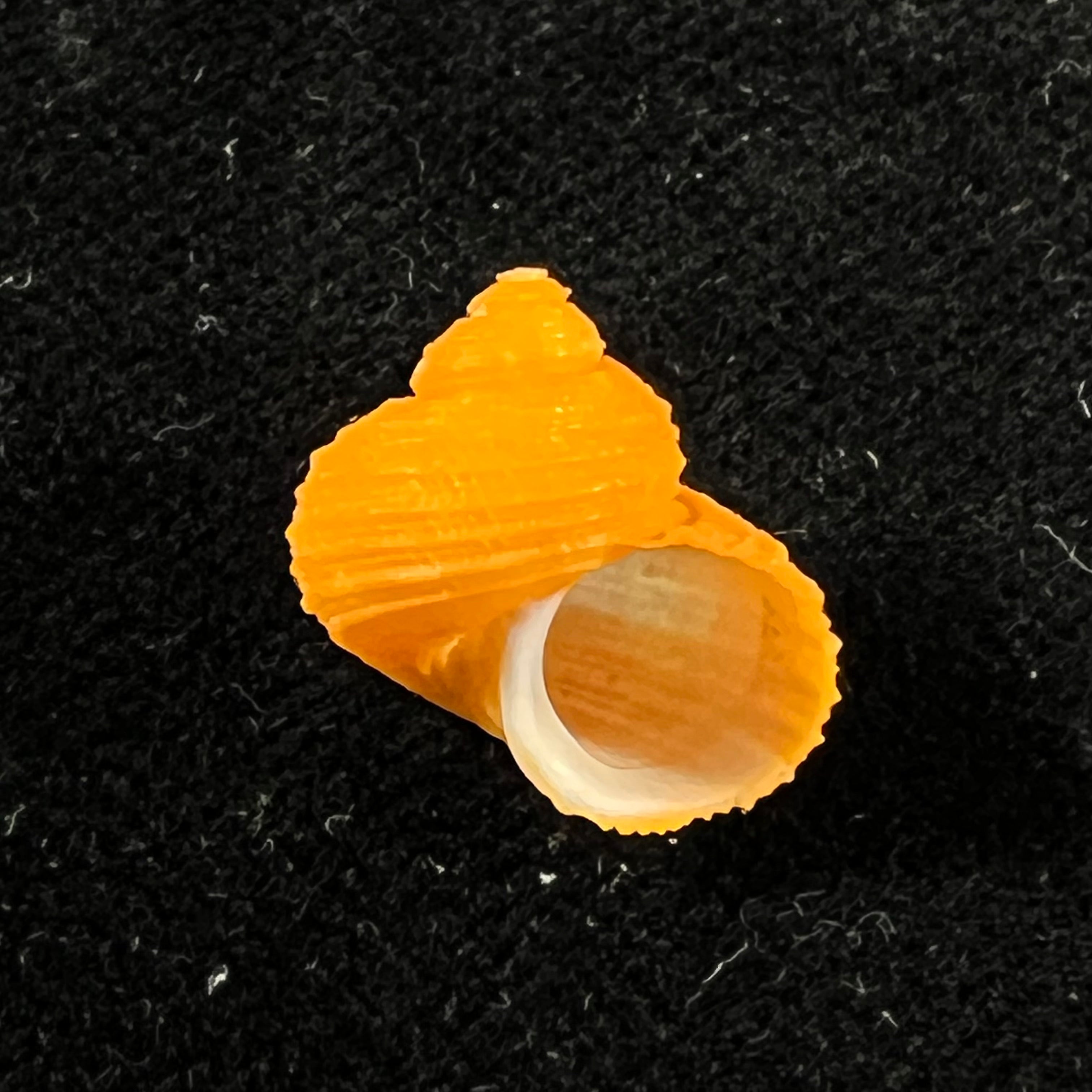 涡轮平成普拉多，1999 - 14,2mm