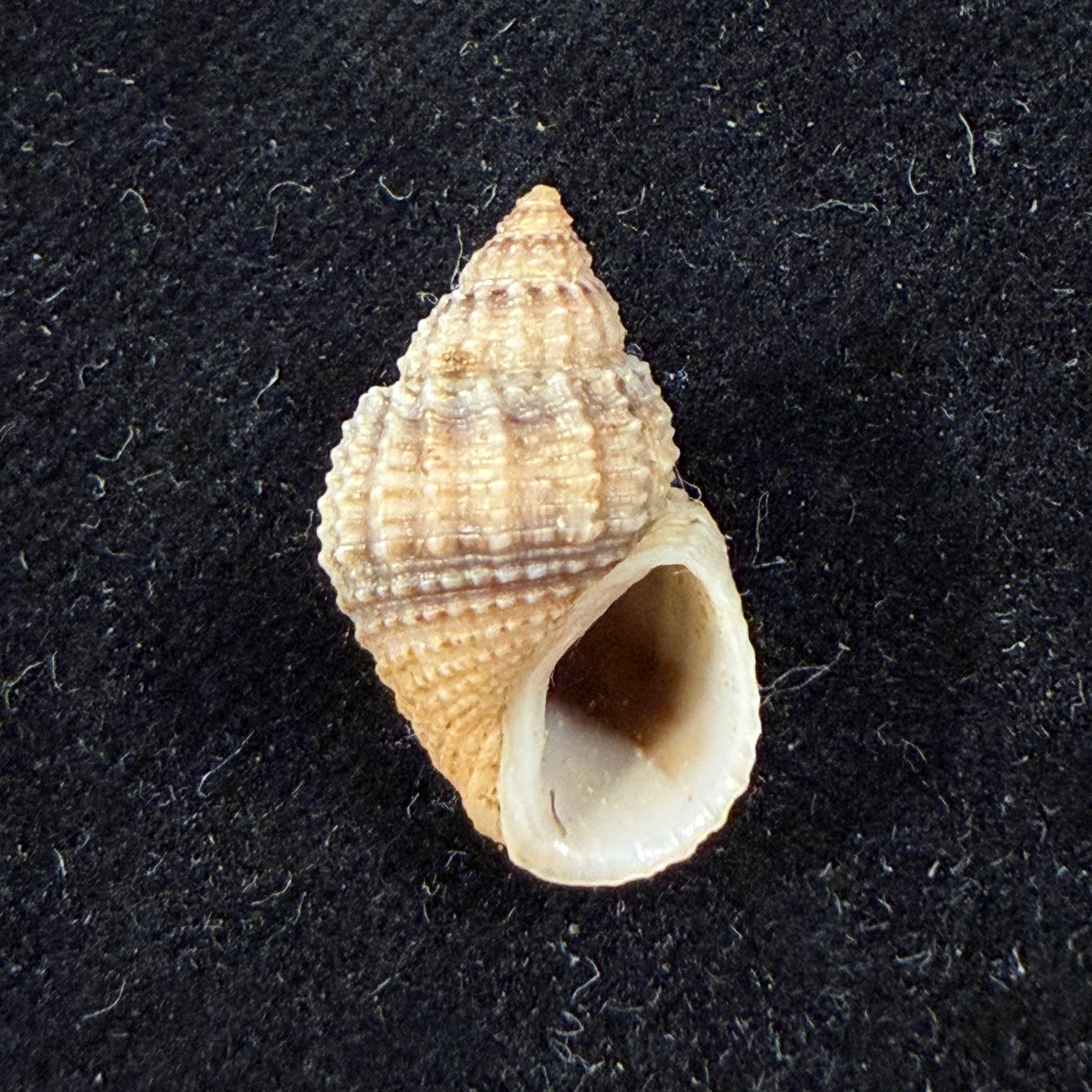 Lavigeria nassa (Woodward, 1859) - 20,3mm