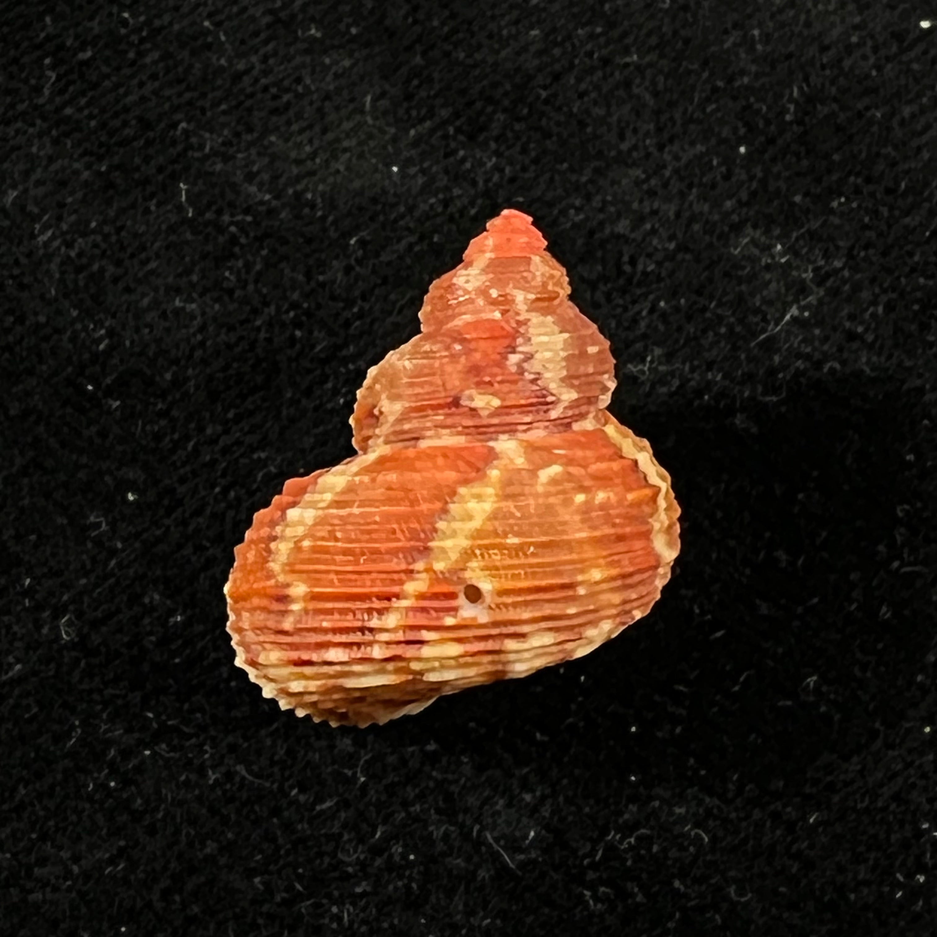 涡轮平成普拉多，1999 - 23,4mm