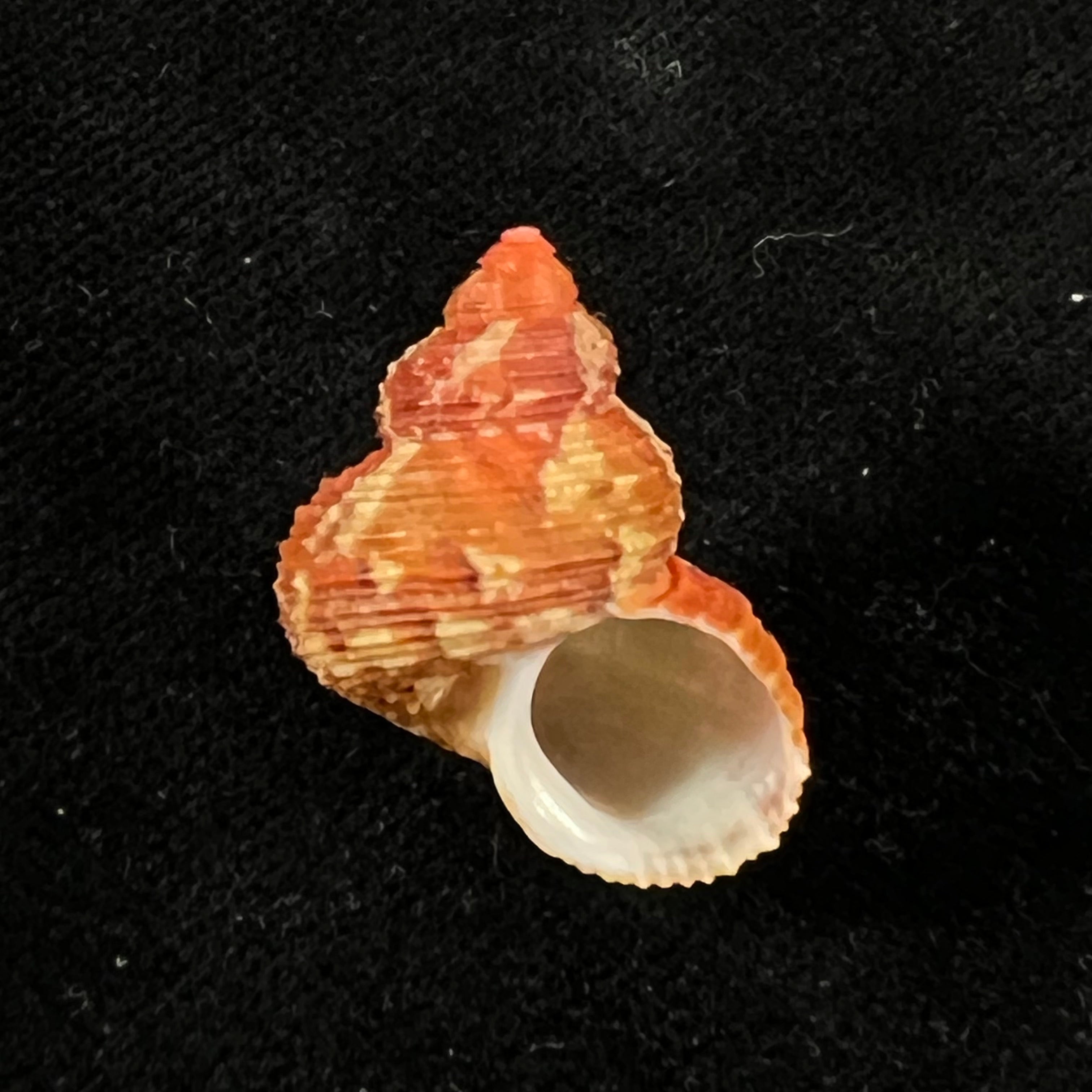 涡轮平成普拉多，1999 - 23,4mm