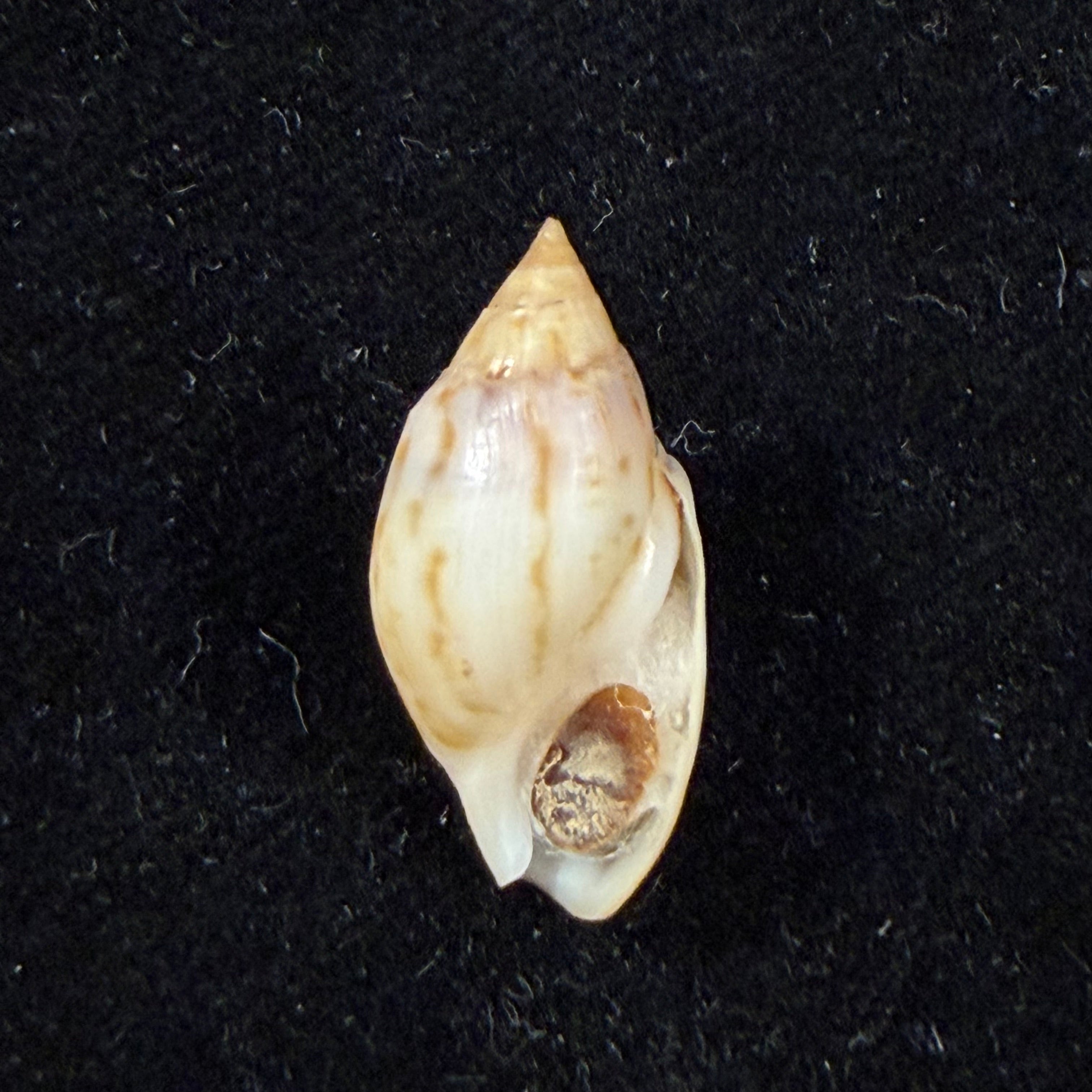 Melanopsis pseudoferussaci Pallary, 1899 - 21,7mm