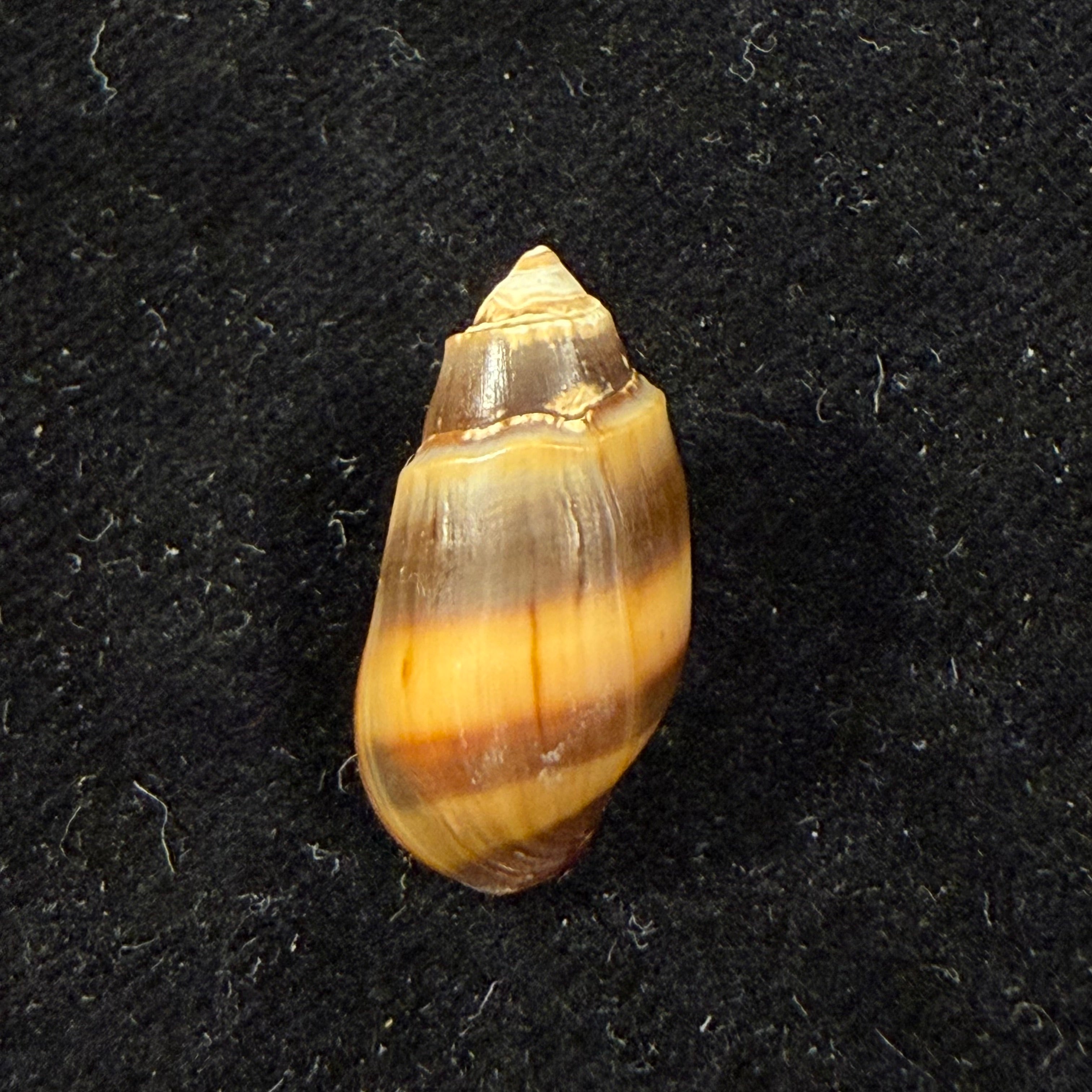 Melanopsis fasensis var. cristata Pallary, 1920 - 22,1mm