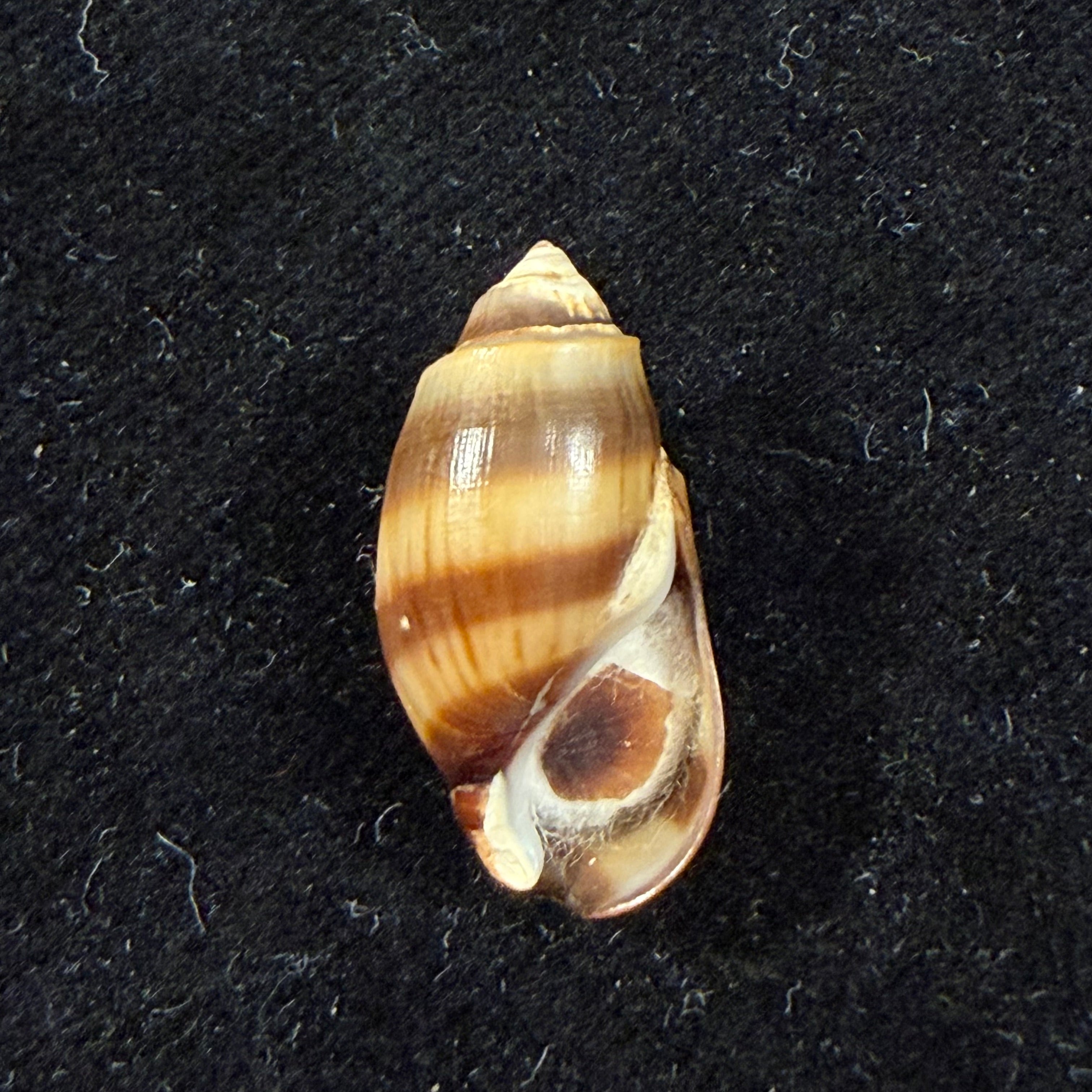 Melanopsis fasensis var. cristata Pallary, 1920 - 22,1mm