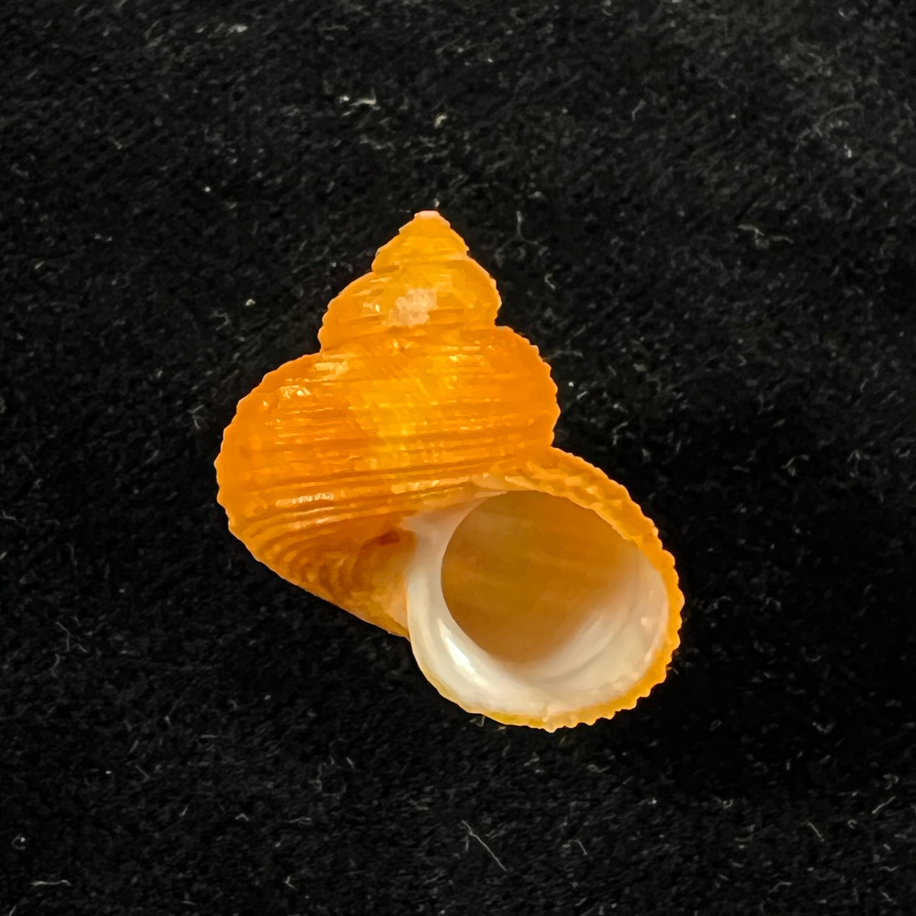 涡轮平成普拉多，1999 - 22,1mm