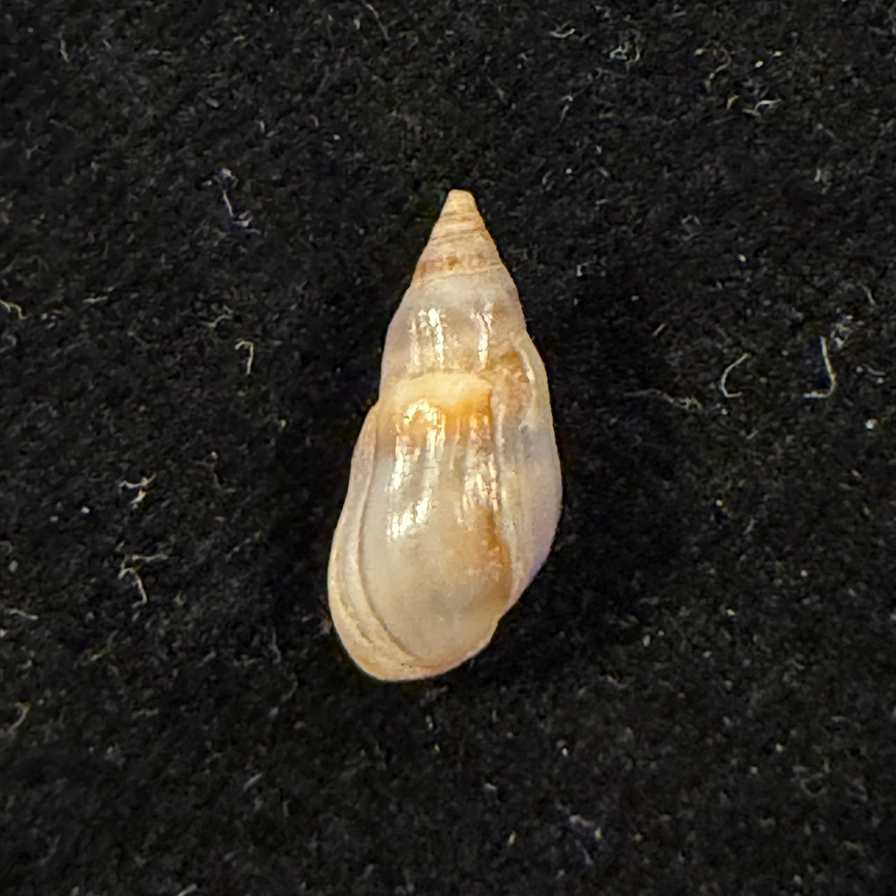 Melanopsis cesari Pallary, 1920 - 13,7mm