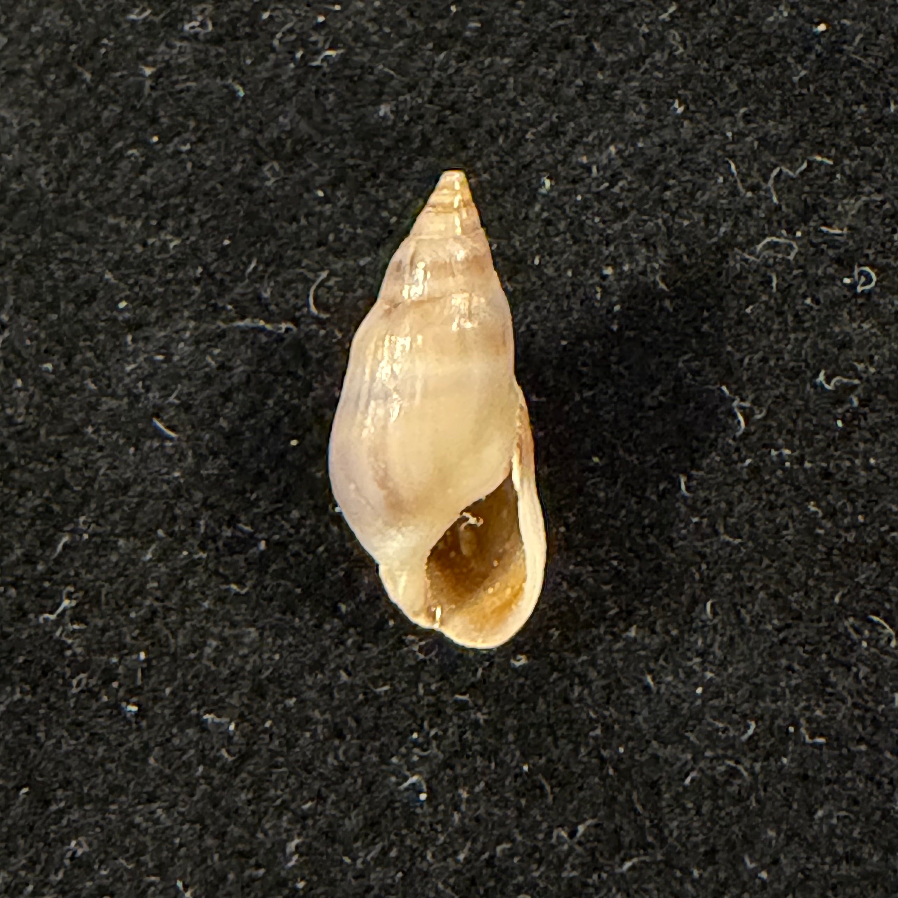 Melanopsis cesari Pallary, 1920 - 13,7mm