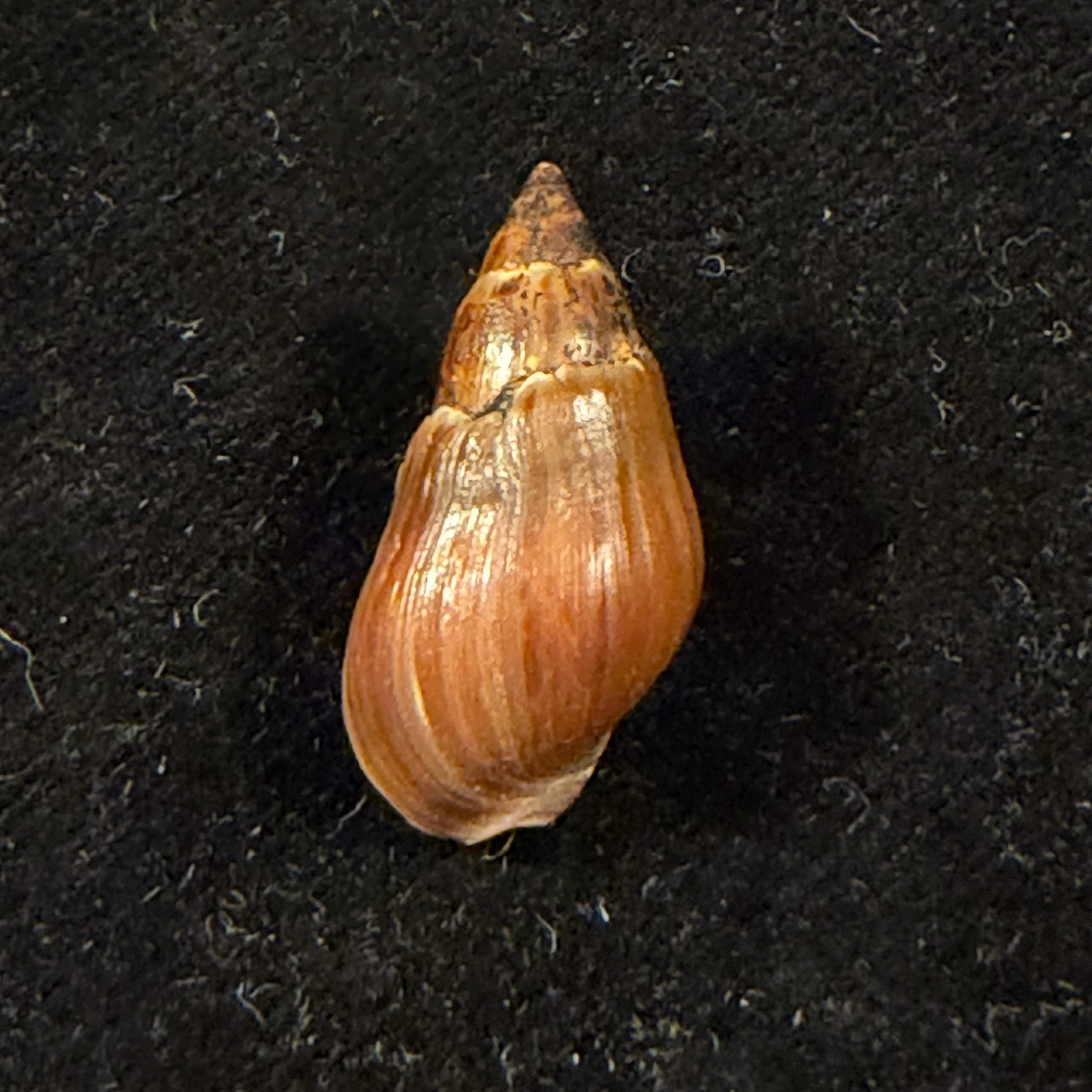 Rhabdocolpus attenuatus (J. De C. Sowerby, 1836) † - 24,7mm