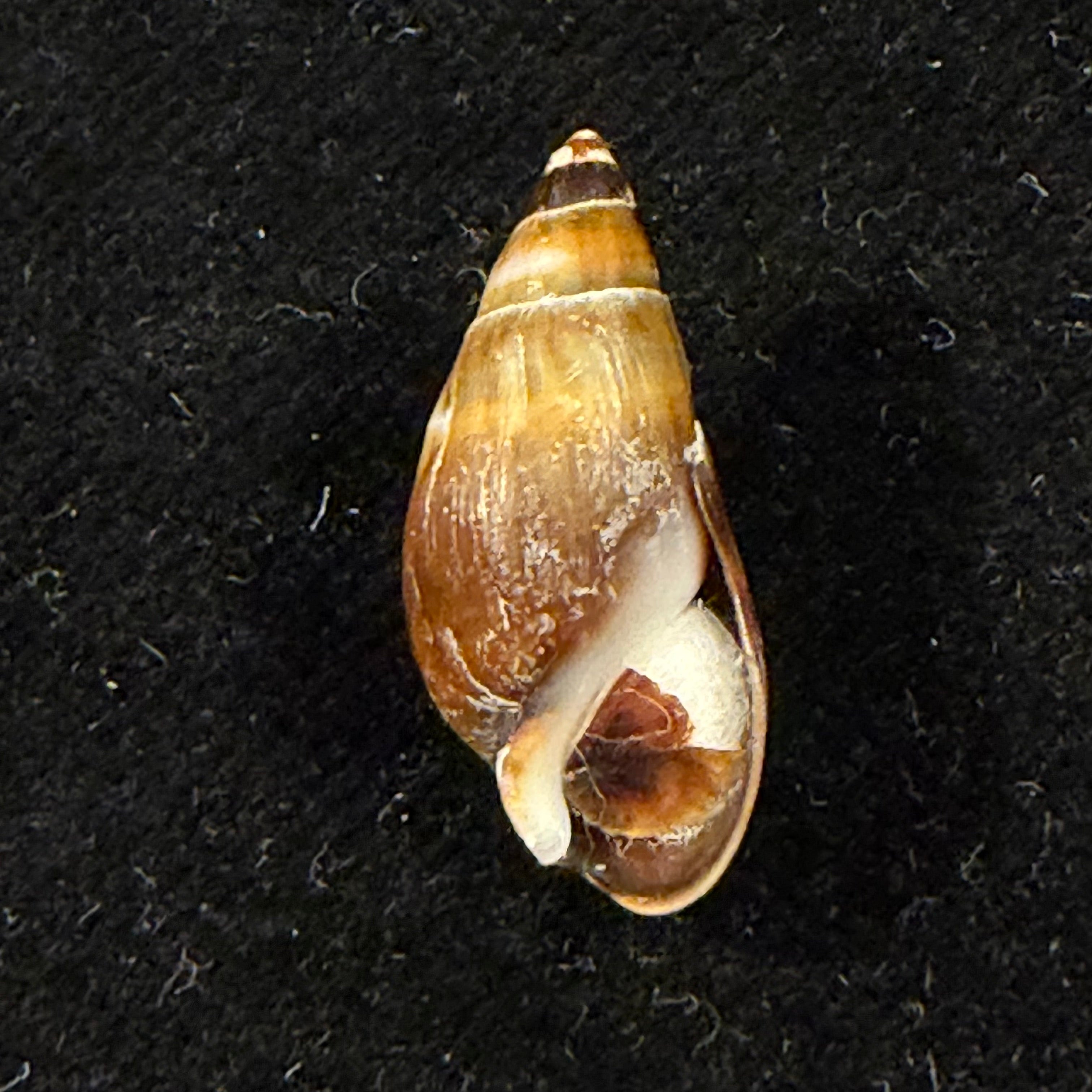 Melanopsis buccinoidea (Olivier, 1801) - 20,7mm
