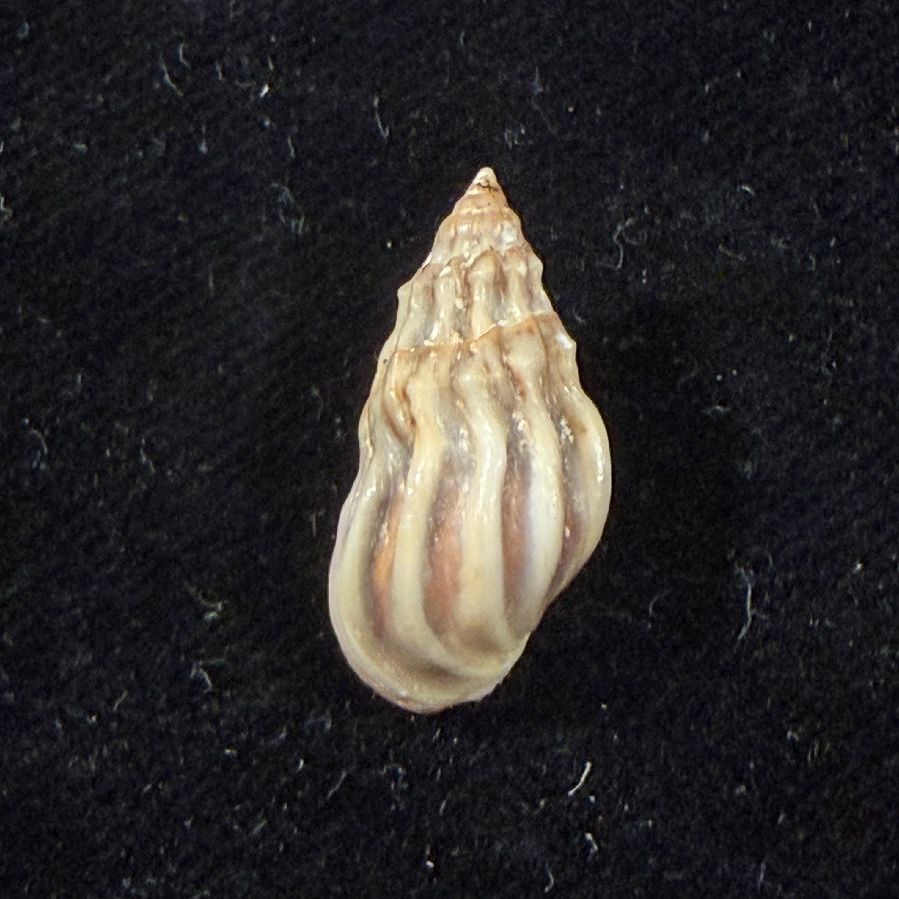 Melanopsis suarezi Ahuir, 2016 - 21,7mm