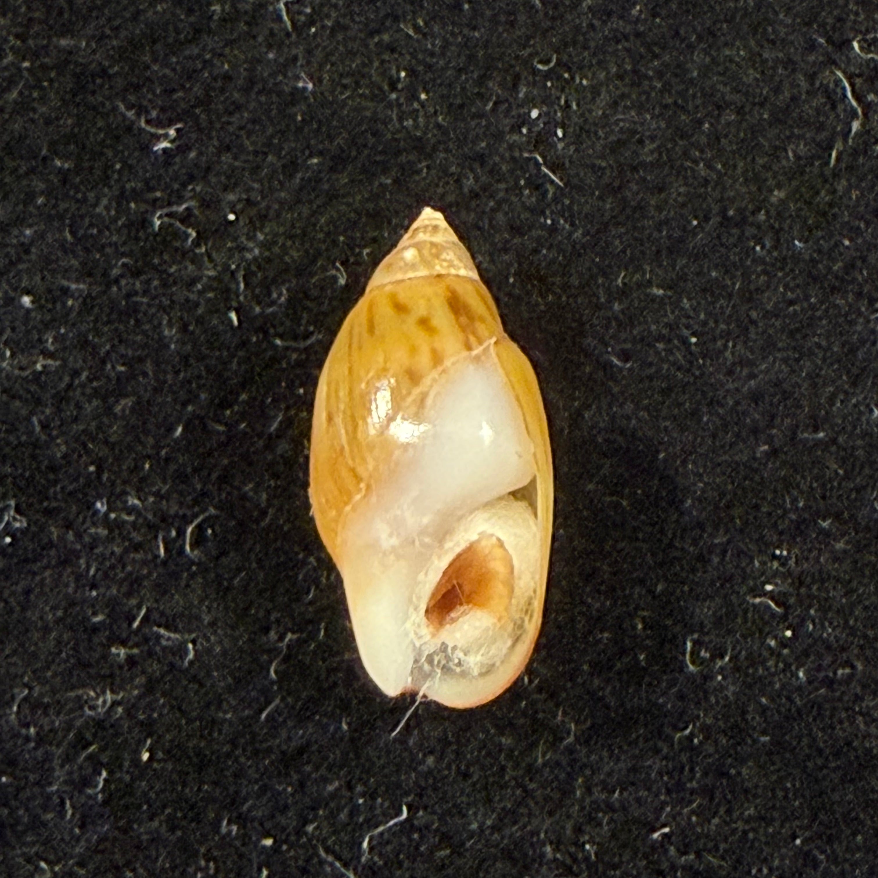 Melanopsis olivula Grateloup, 1828 † - 13,6mm
