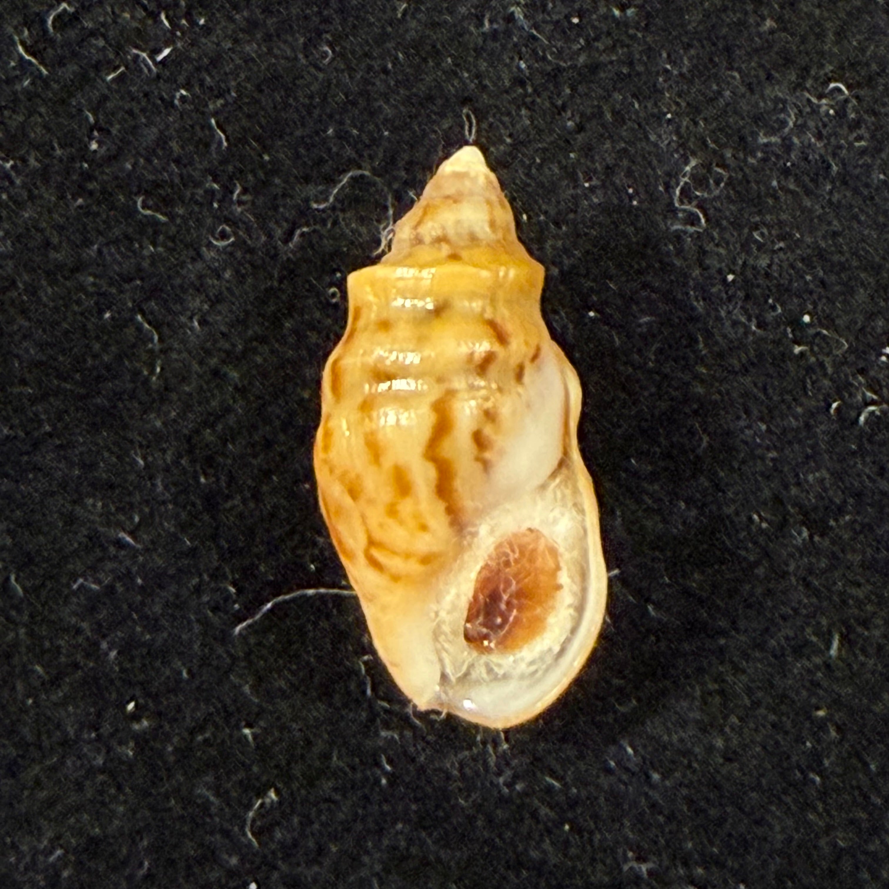 Melanopsis tricarinata (Bruguière, 1789) - 16,8mm