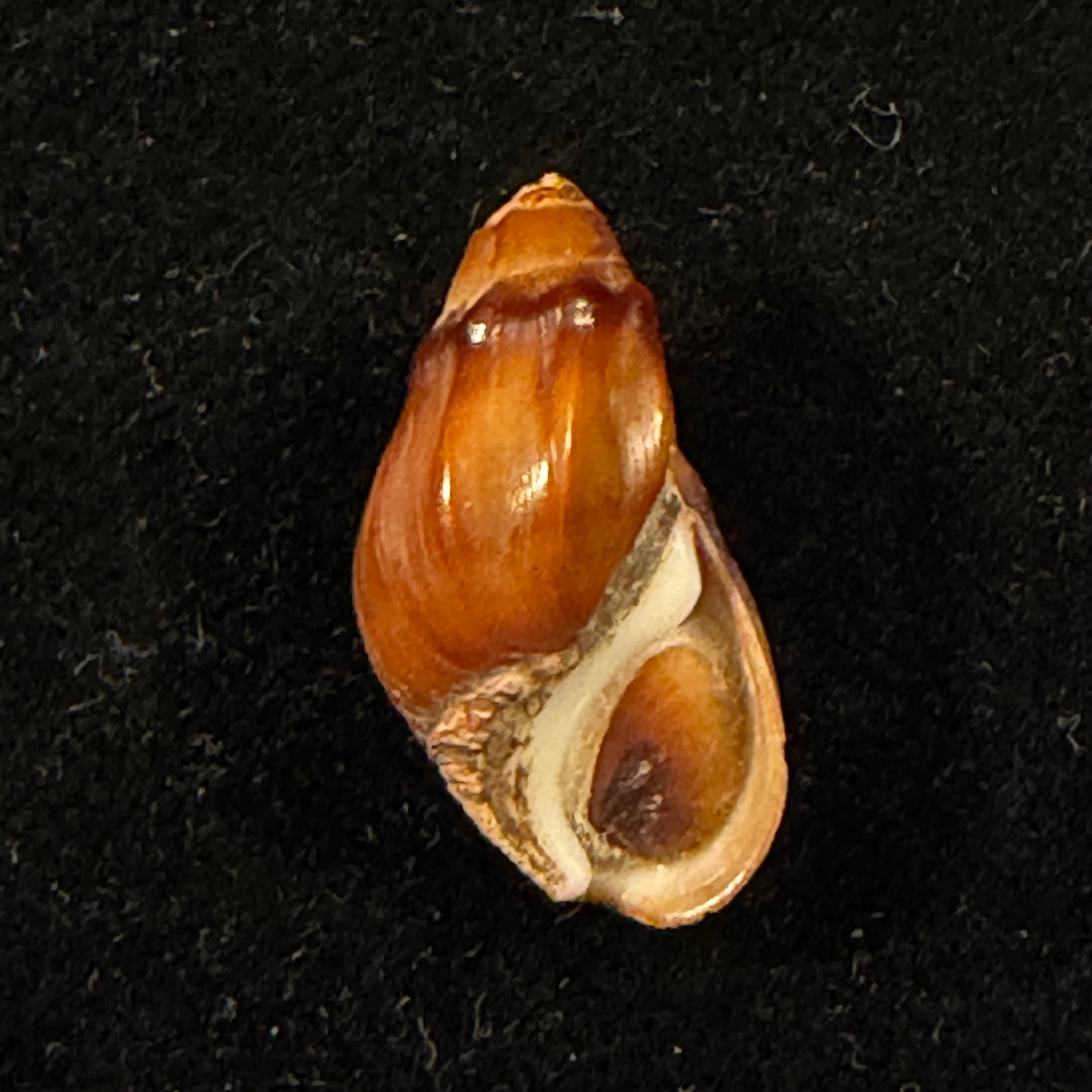 Melanopsis subimpressa Pallary, 1920 - 21,7mm