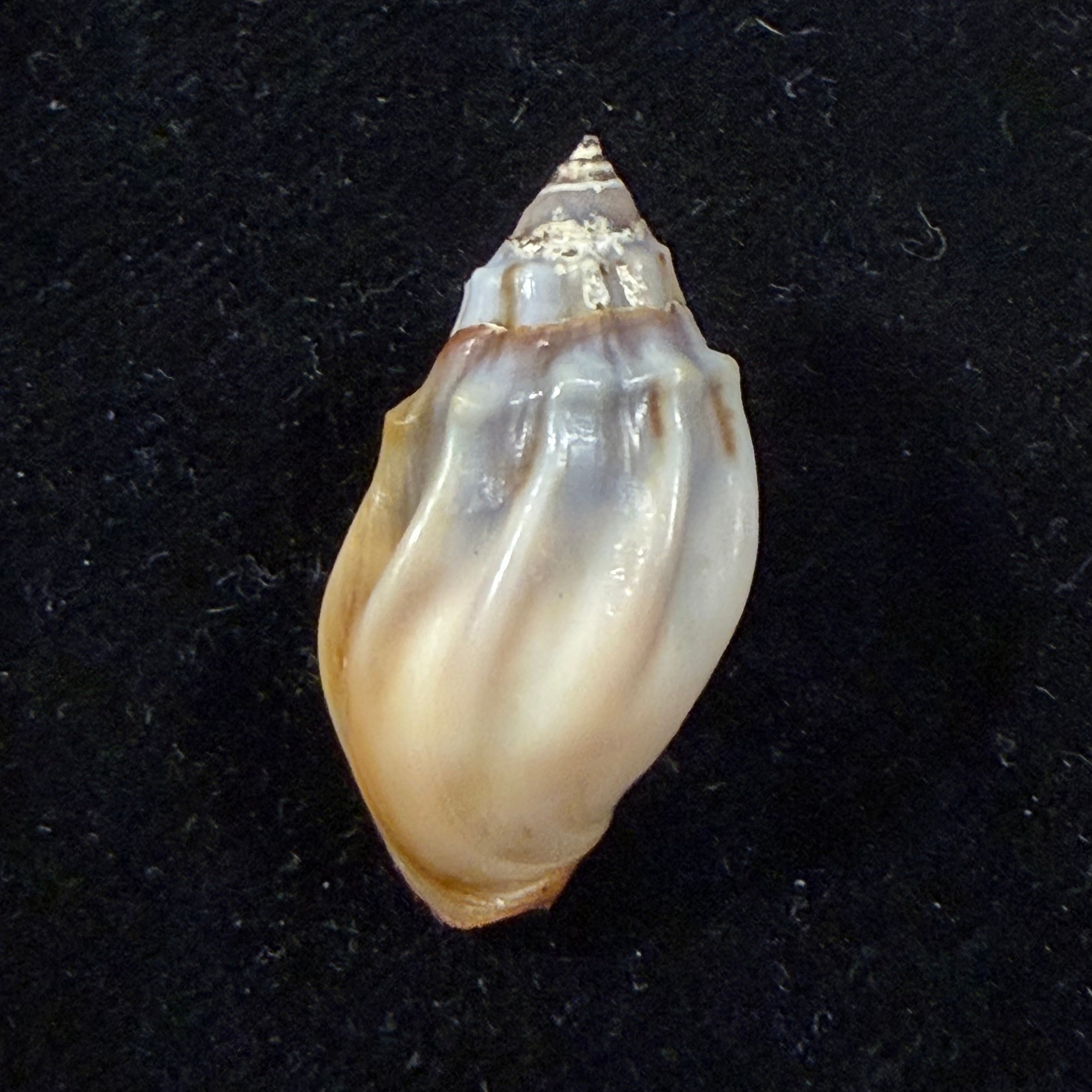 Melanopsis eximia Pallary, 1928 - 28,1mm