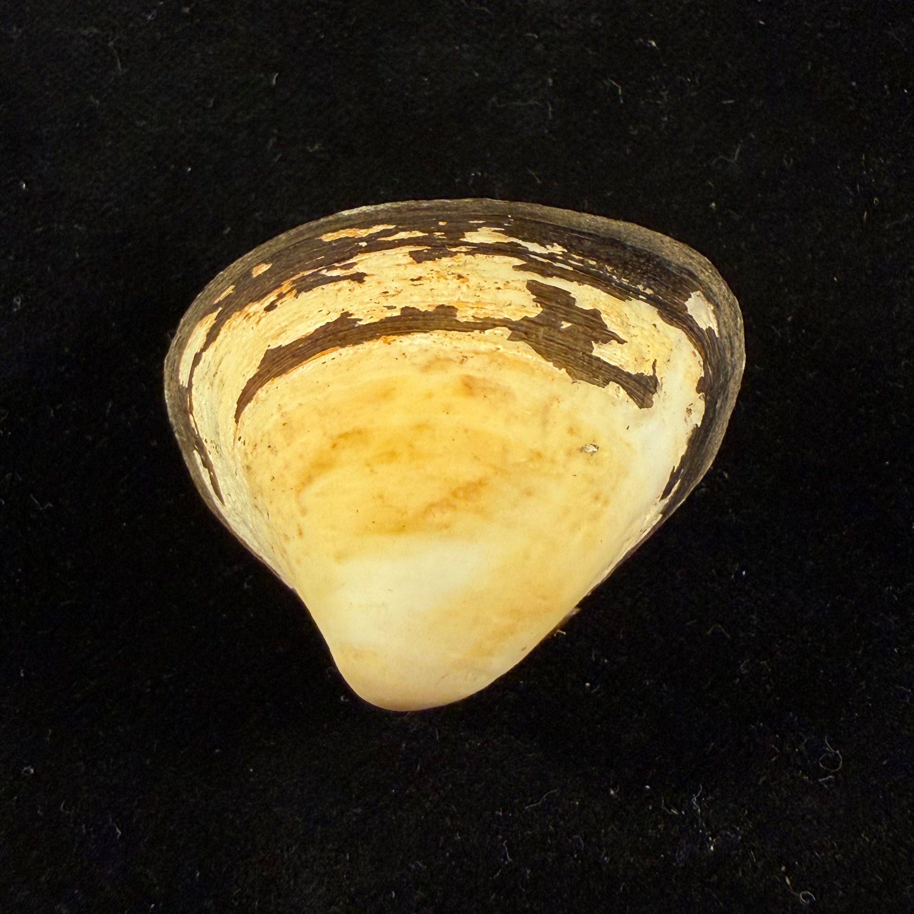 Cyanocyclas plascens (Hanley, 1844) - 41,6mm
