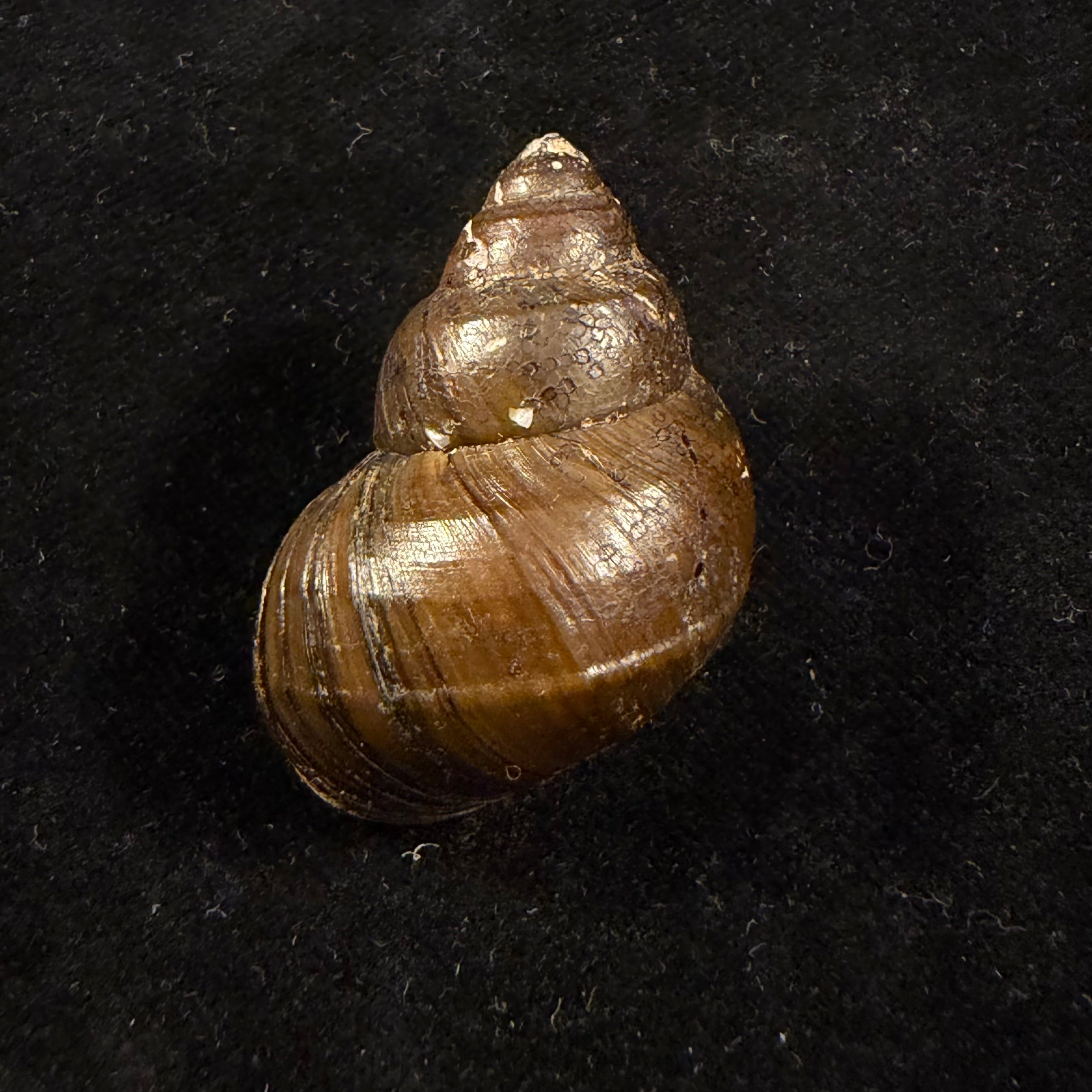 Filopaludina martensi martensi (Frauenfeld, 1865) - 39,3mm