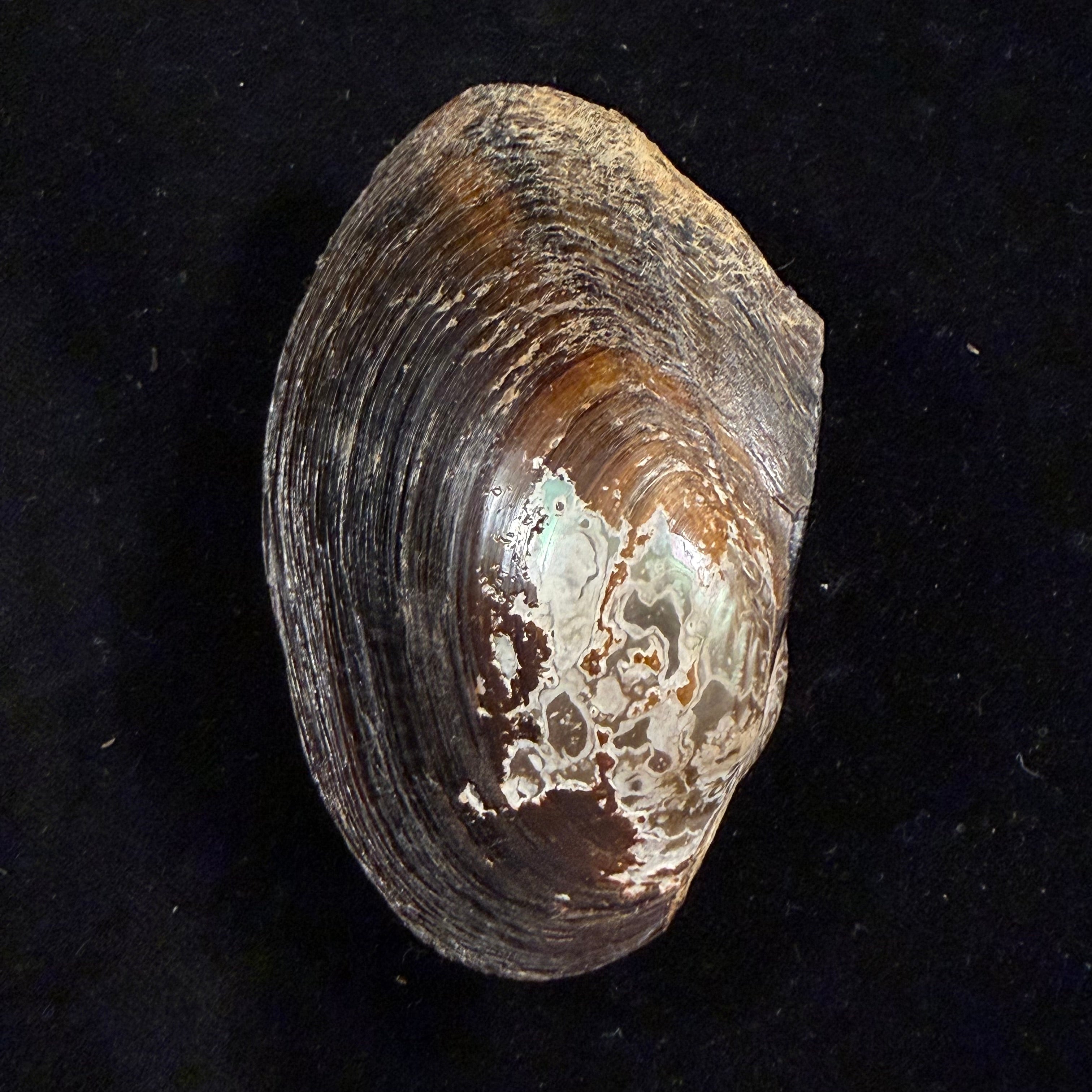 Anodontites trapesialis (Lamarck, 1814) - 89mm