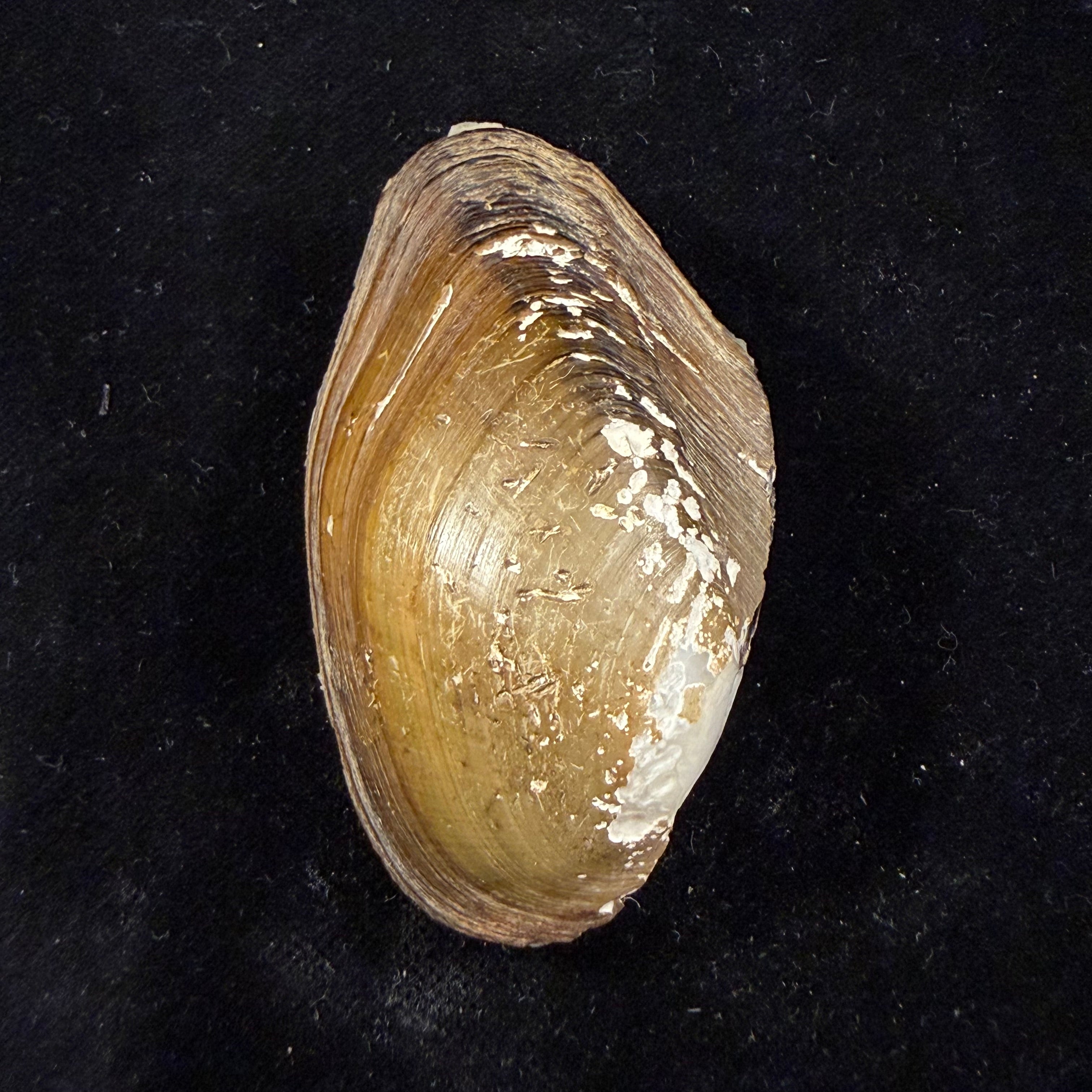 Anodontites juparana (Ihering, 1910) - 62,4mm