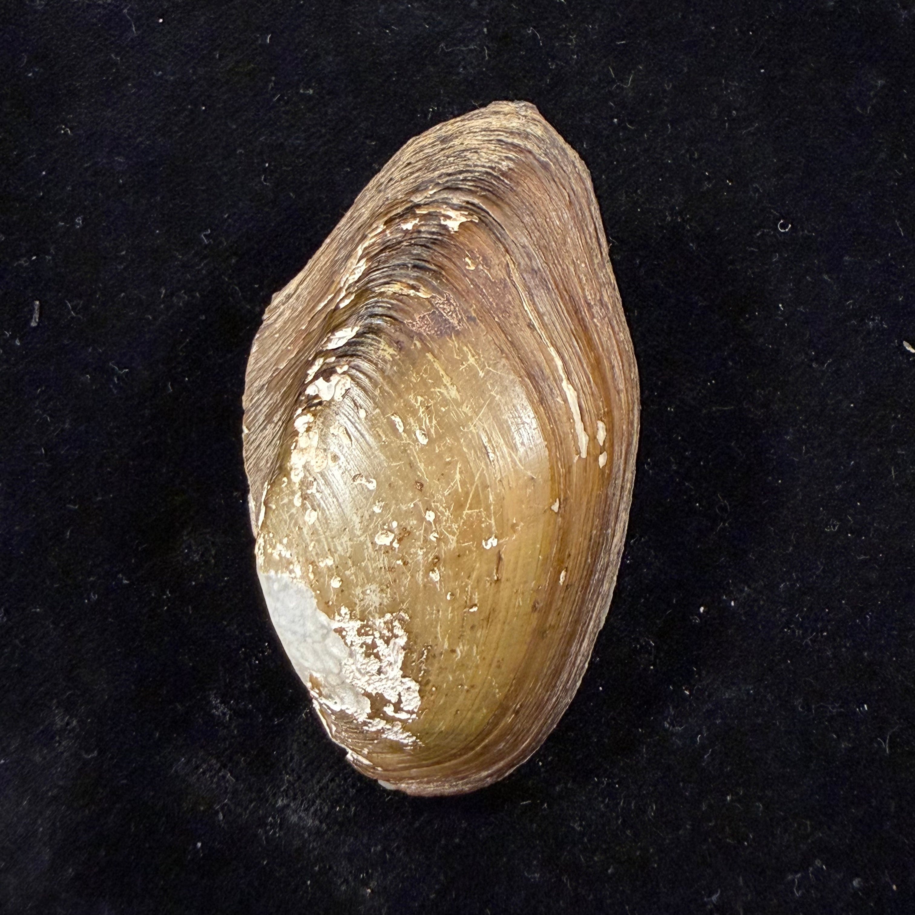 Anodontites juparana (Ihering, 1910) - 62,4mm