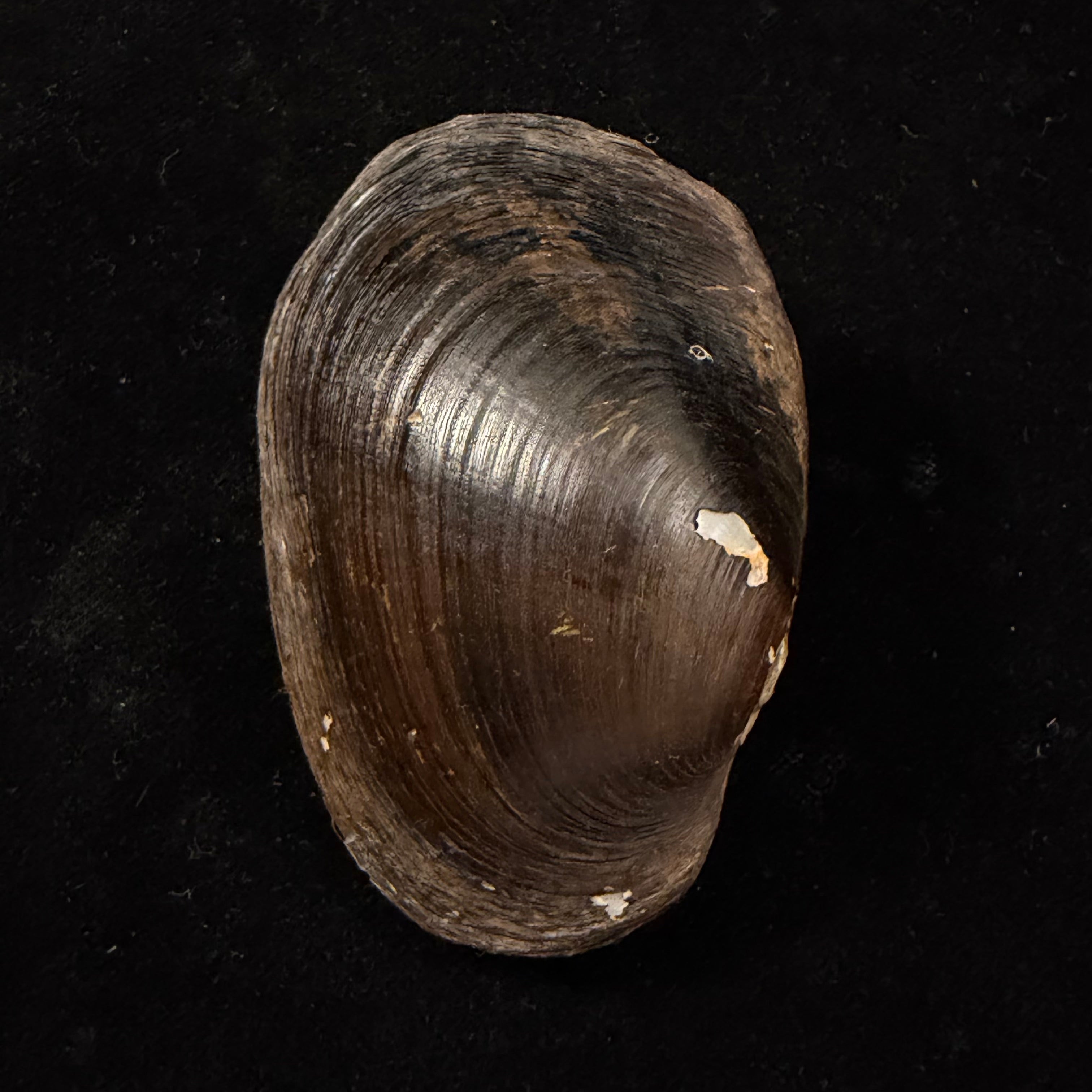 Diplodon suavidicus (I. Lea, 1856) - 71,2mm