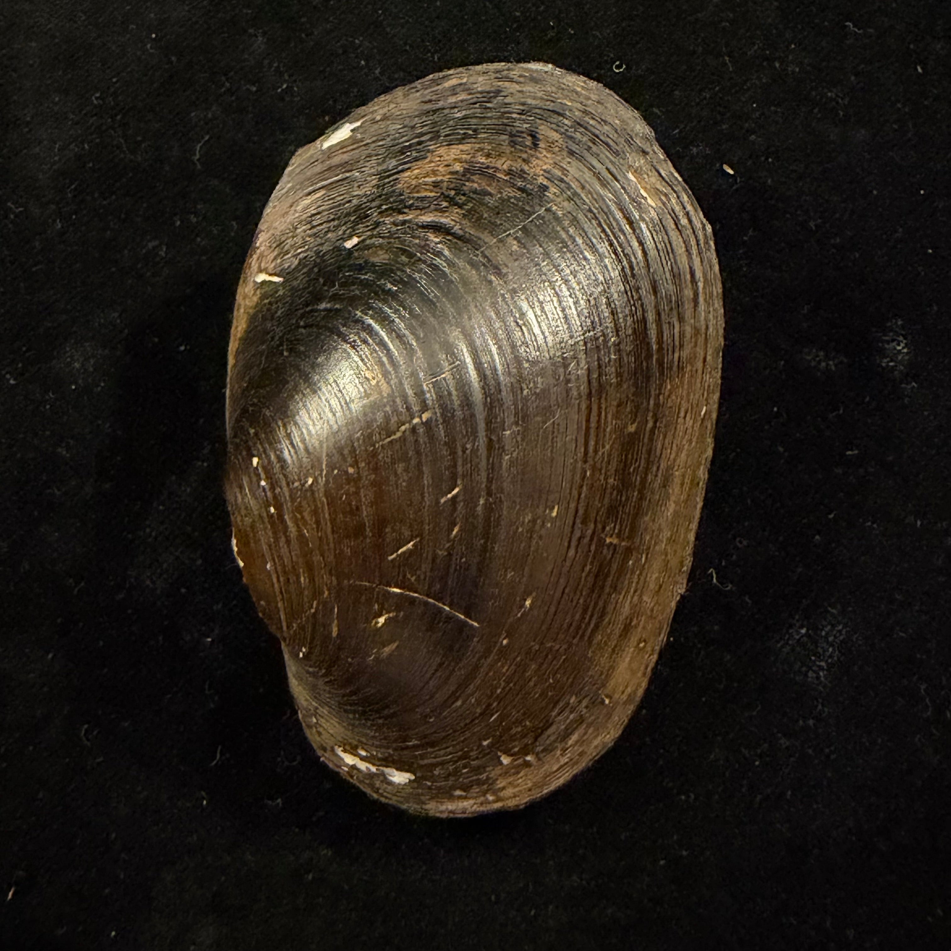 Diplodon suavidicus (I. Lea, 1856) - 71,2mm