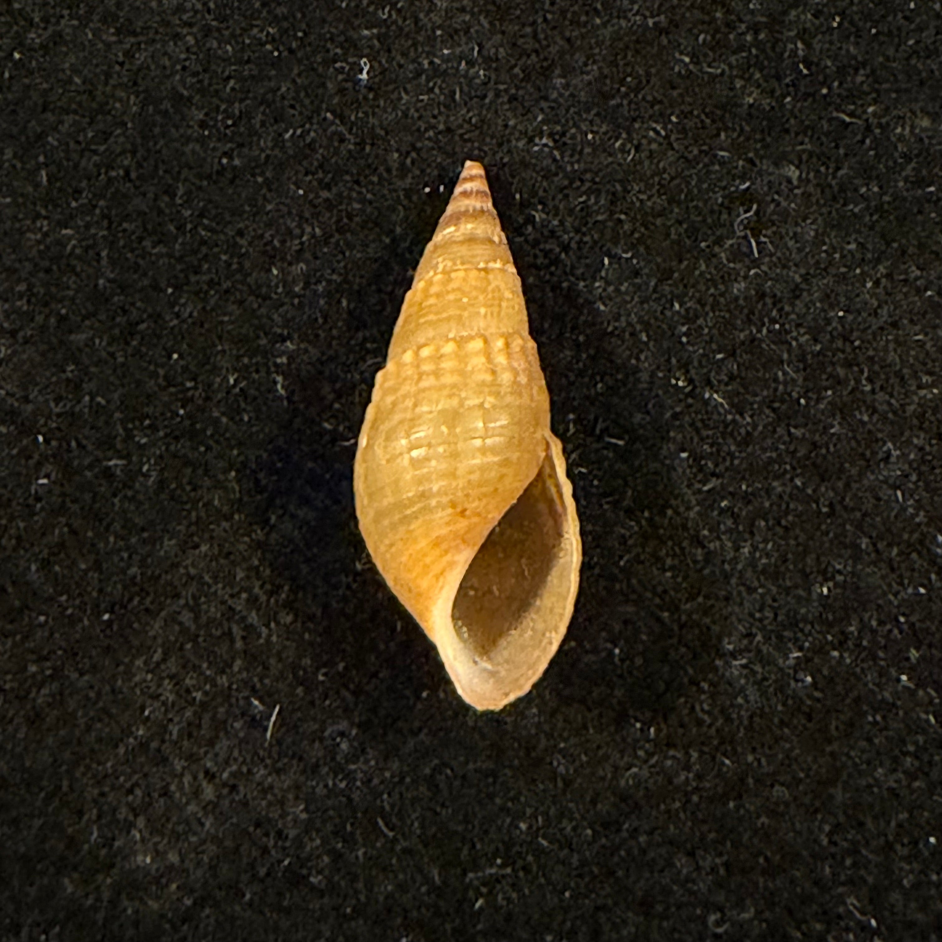 Tarebia celebensis (Quoy & Gaimard, 1832) - 20,7mm