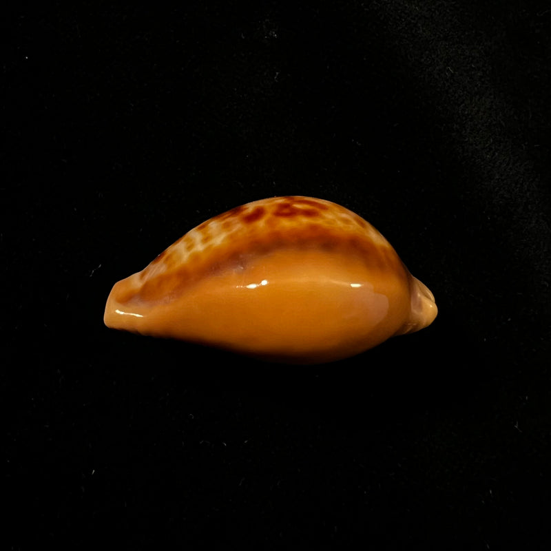 Propustularia surinamensis (G. Perry, 1811 - 36,7mm