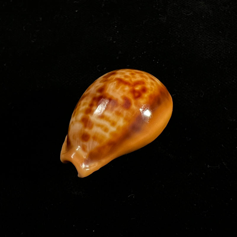 Propustularia surinamensis (G. Perry, 1811 - 36,7mm