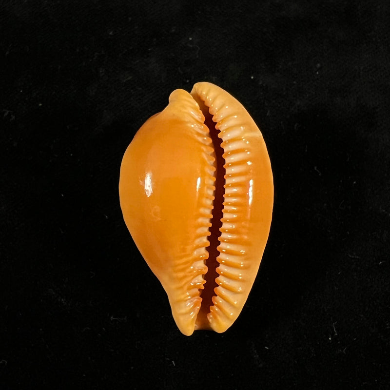 Propustularia surinamensis (G. Perry, 1811 - 43mm