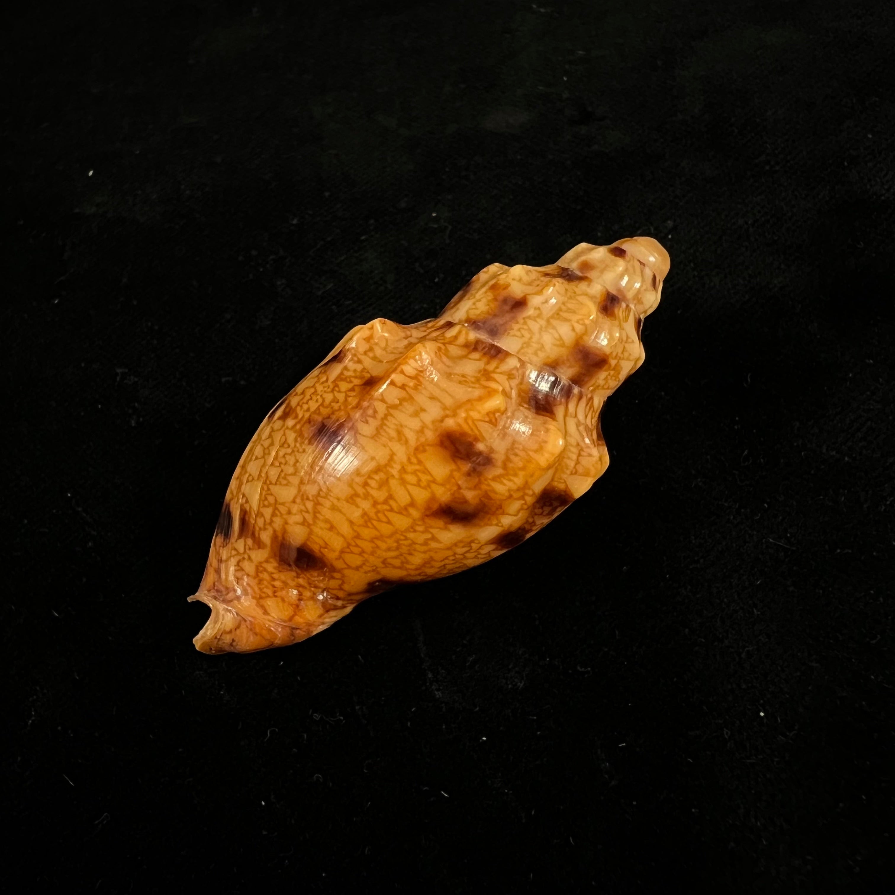 Odontocymbiola americana (Reeve, 1856) - 57,6mm