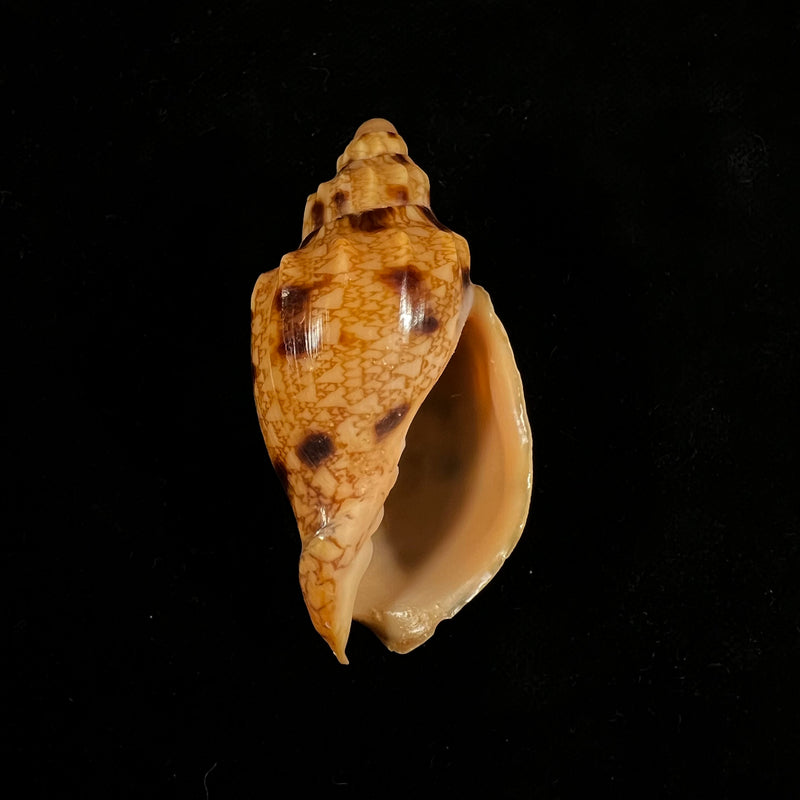 Odontocymbiola americana (Reeve, 1856) - 57,6mm