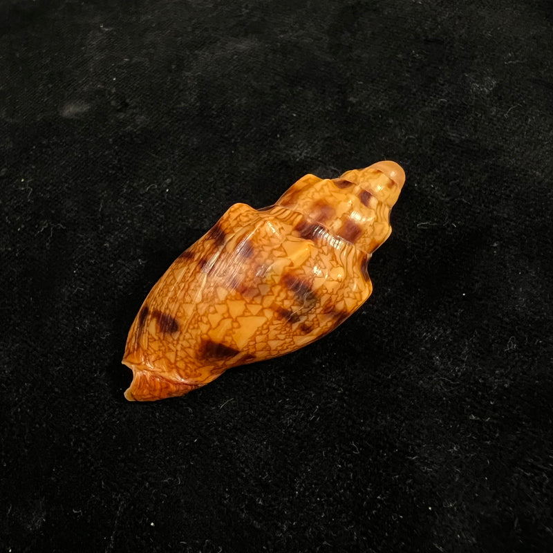Odontocymbiola americana (Reeve, 1856) - 49,1mm