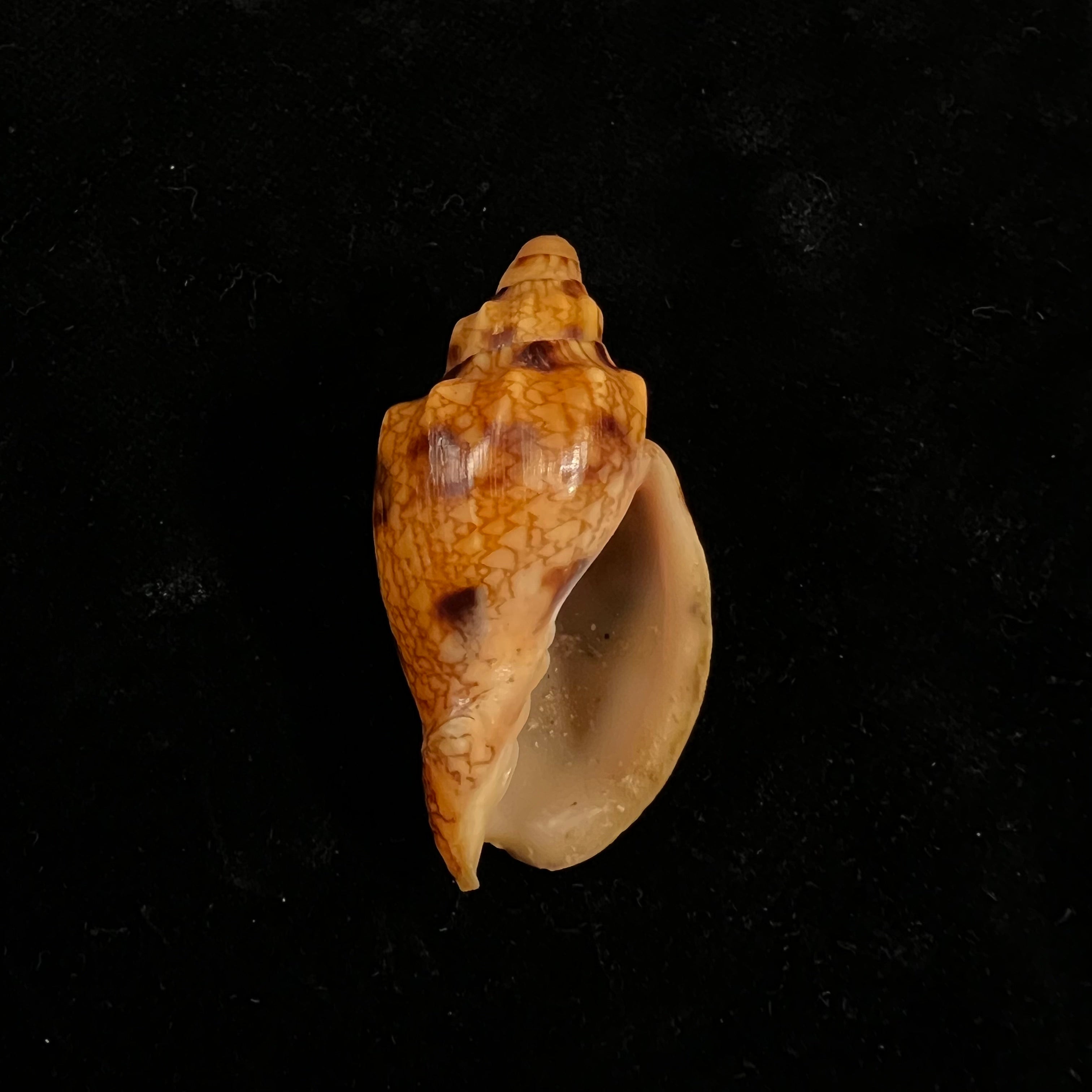 Odontocymbiola americana (Reeve, 1856) - 49,1mm