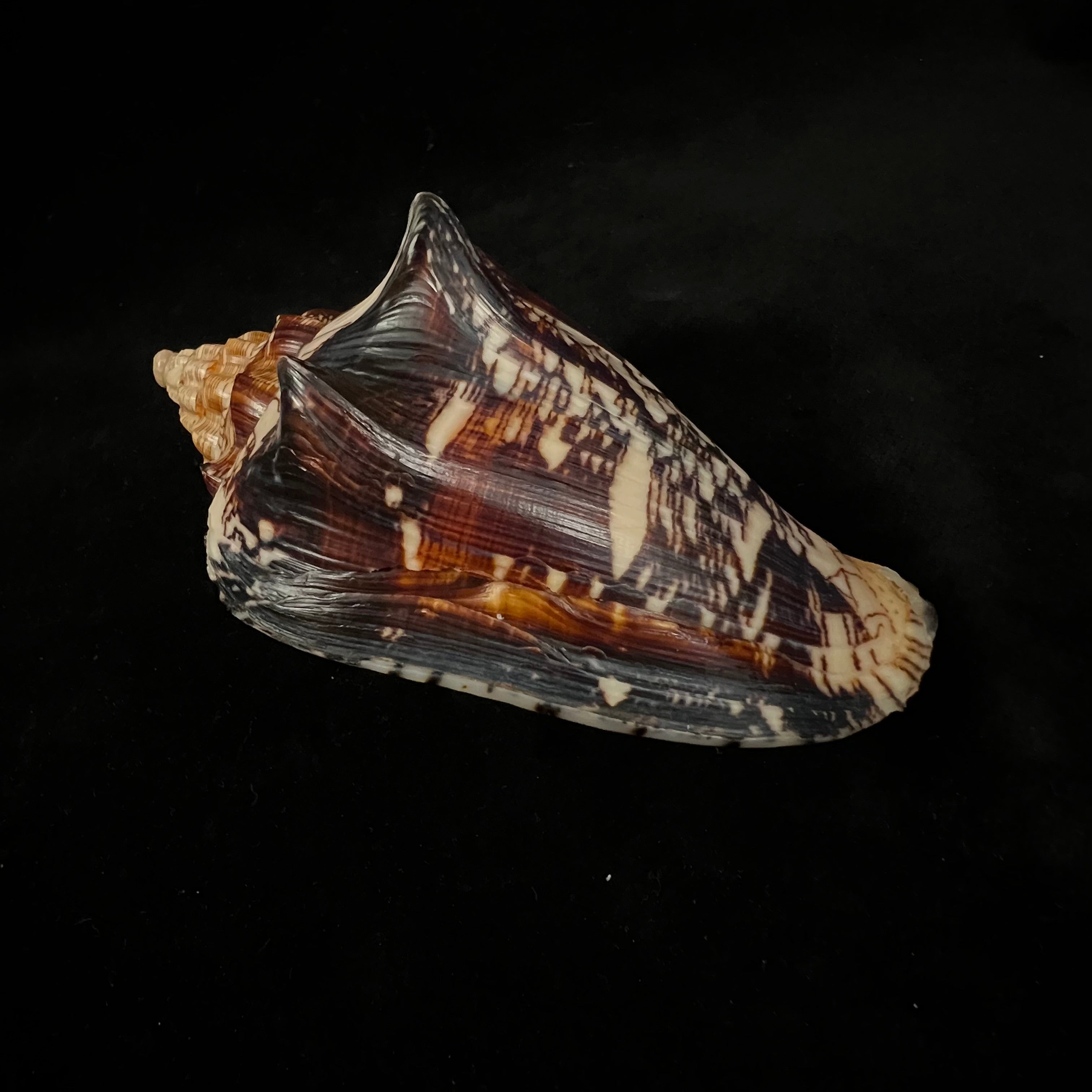 Voluta ebraea Linnaeus, 1758 - 104,9mm
