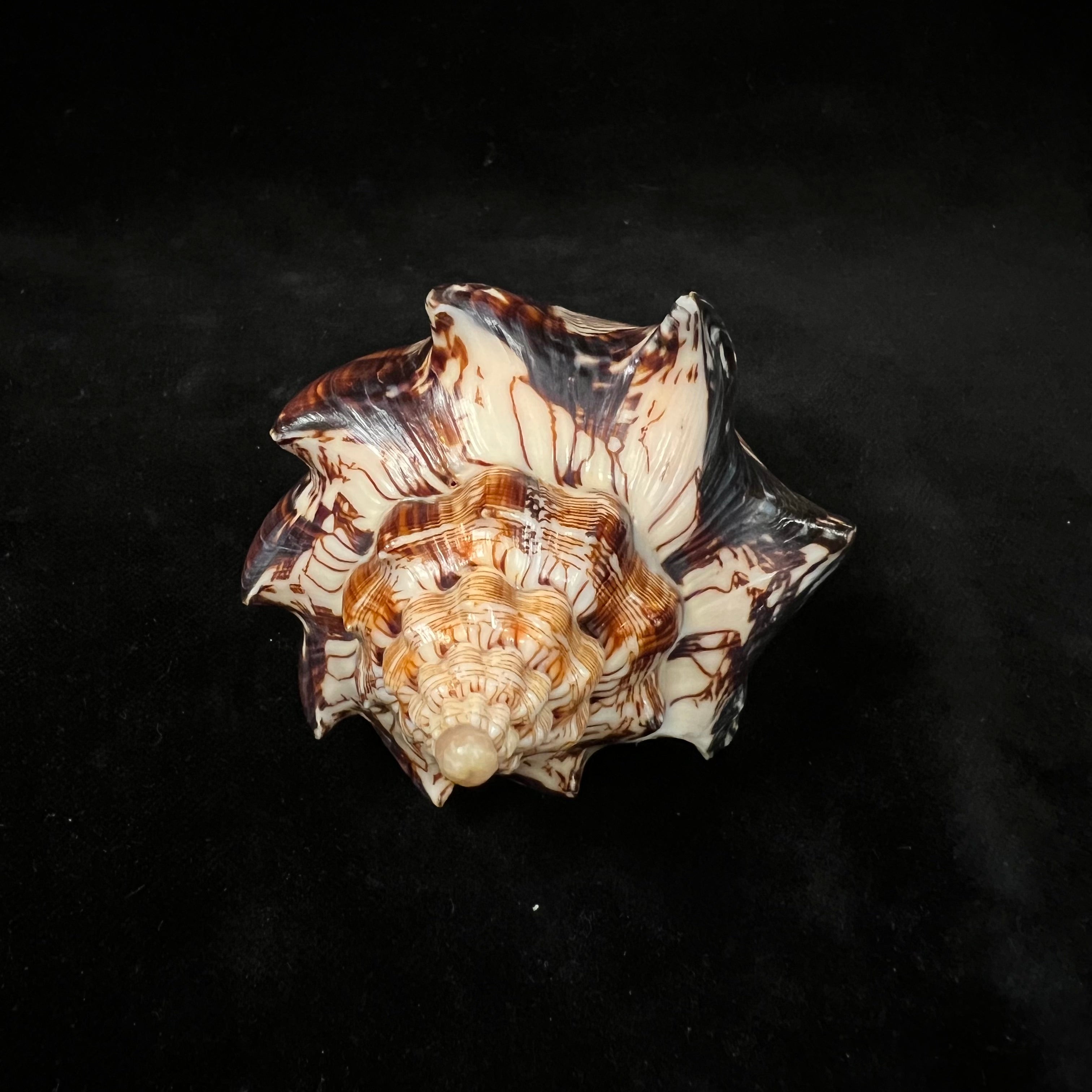 Voluta ebraea Linnaeus, 1758 - 104,9mm