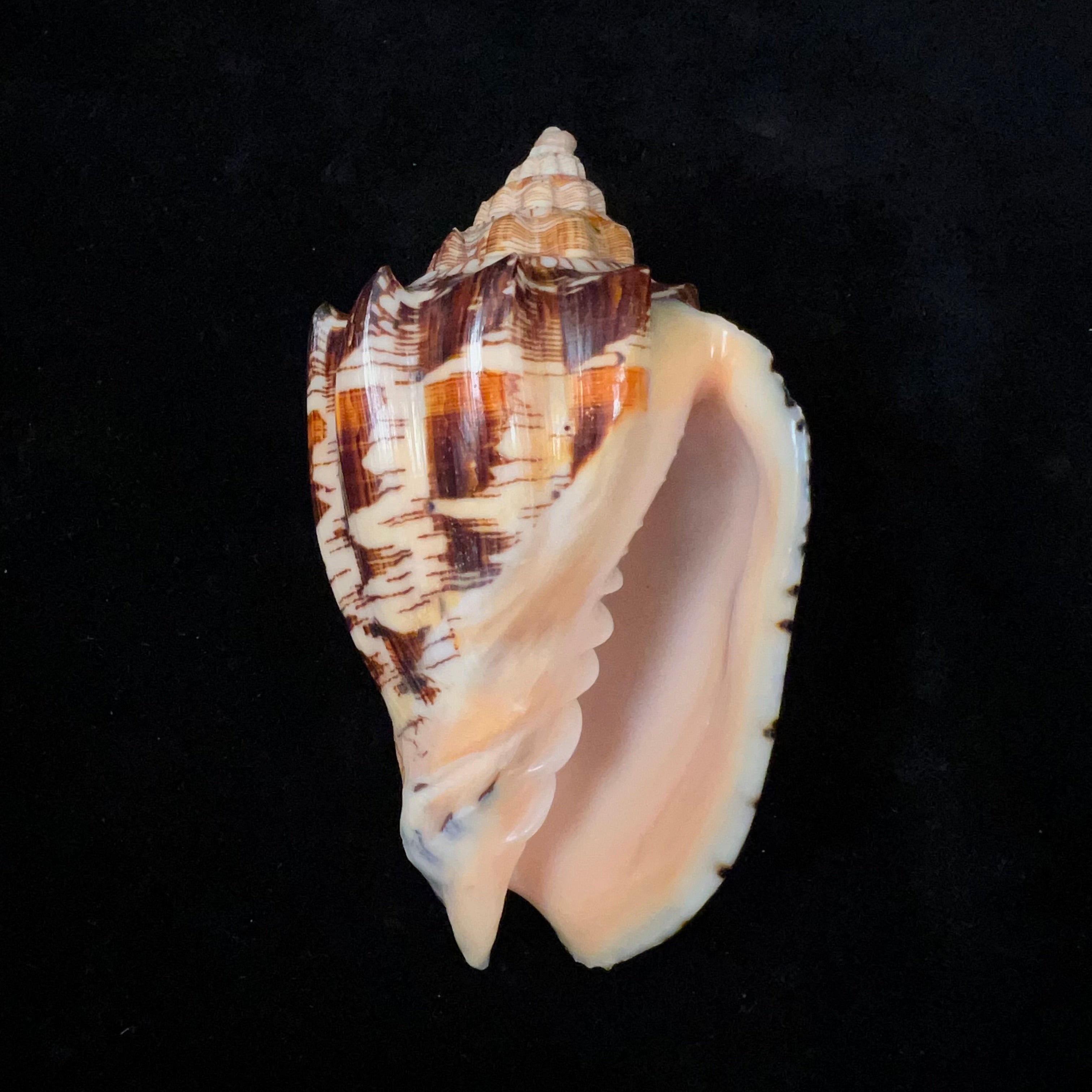 Voluta ebraea Linnaeus, 1758 - 104,9mm